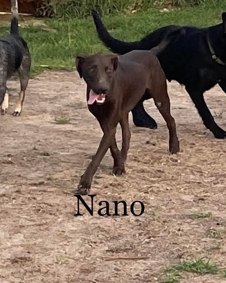 Enlarge Nano, a Adoptable mixed breed in Marianna, FL image 1/1