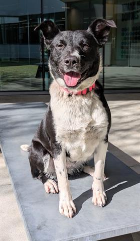 DASHI, Adoptable, Young Female Australian Cattle Dog / Blue Heeler & Mixed Breed.