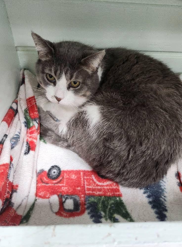 Phaedra, Adoptable, Adult Female Domestic Short Hair.