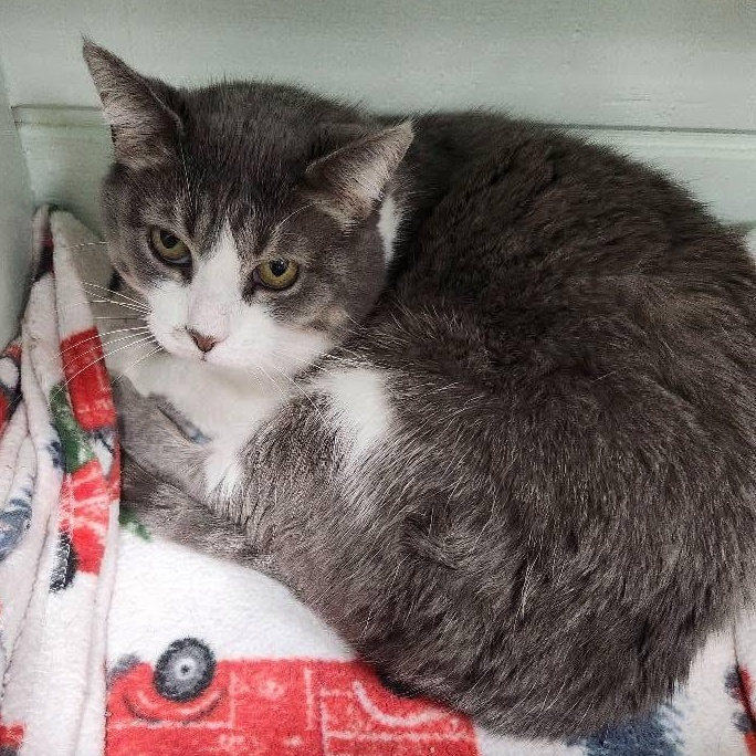 Enlarge Phaedra, a Adoptable Domestic Short Hair in Grand Rapids, MI image 3/6