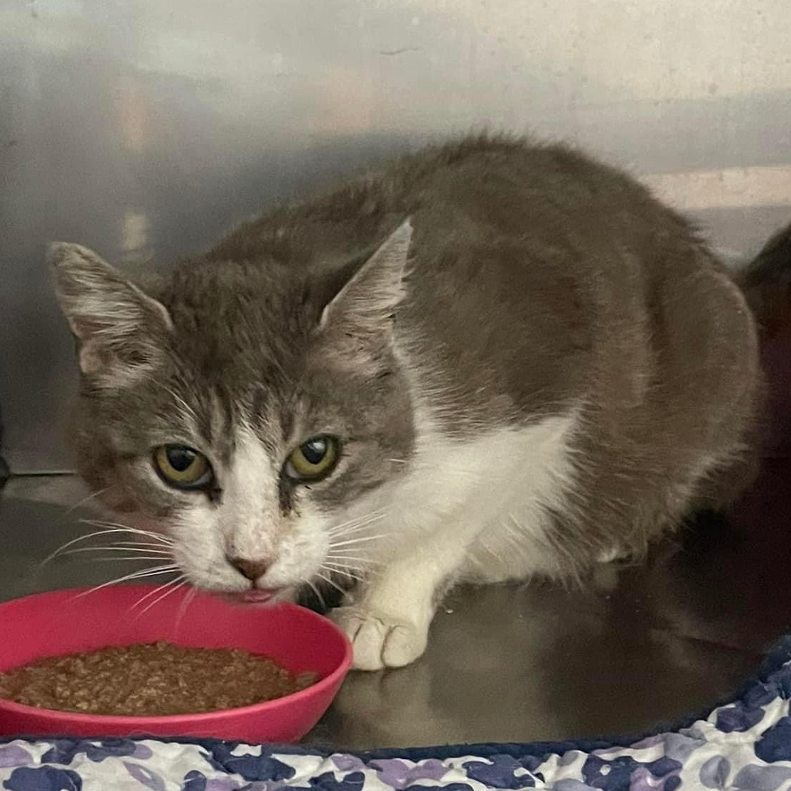 Enlarge Phaedra, a Adoptable Domestic Short Hair in Grand Rapids, MI image 4/6