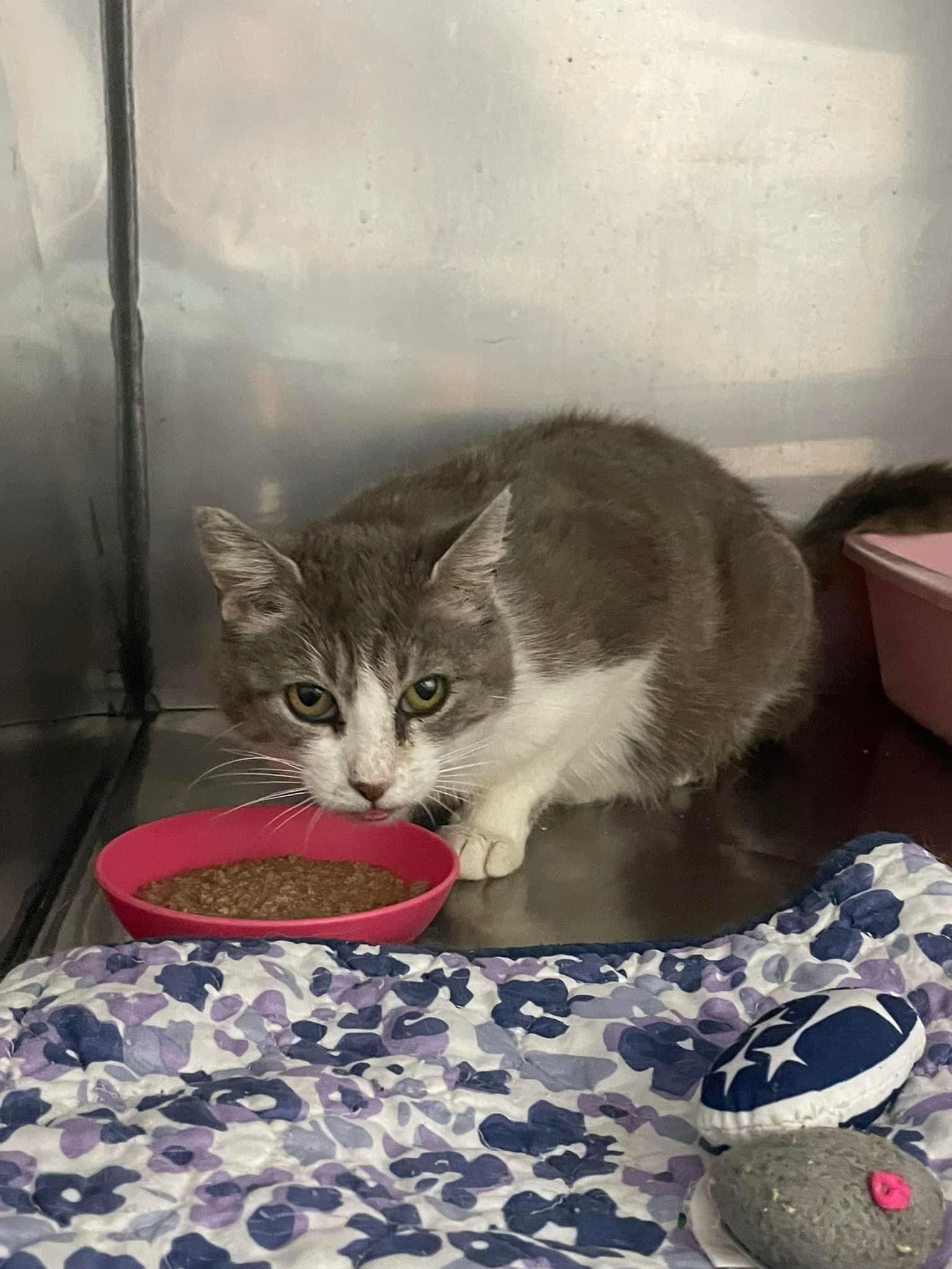 Phaedra, a Adoptable Domestic Short Hair in Grand Rapids, MI image 2/6