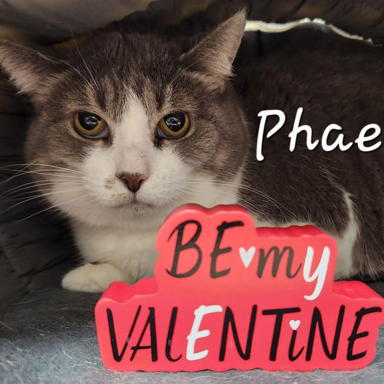 Enlarge Phaedra, a Adoptable Domestic Short Hair in Grand Rapids, MI image 5/6