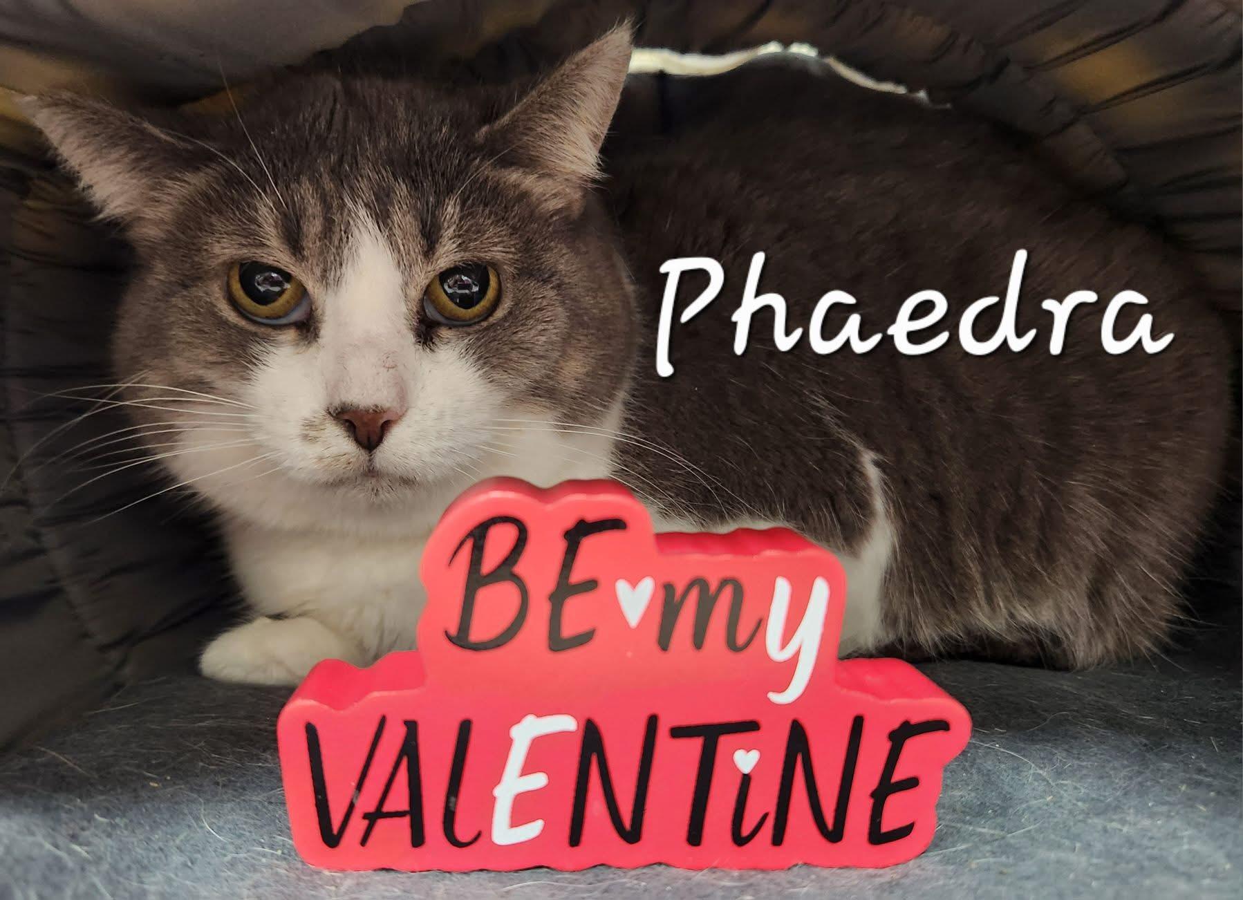 Phaedra, a Adoptable Domestic Short Hair in Grand Rapids, MI image 3/6