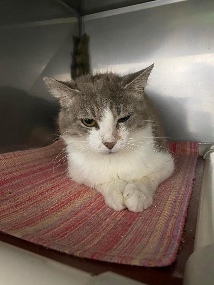 Phaedra, a Adoptable Domestic Short Hair in Grand Rapids, MI image 4/6