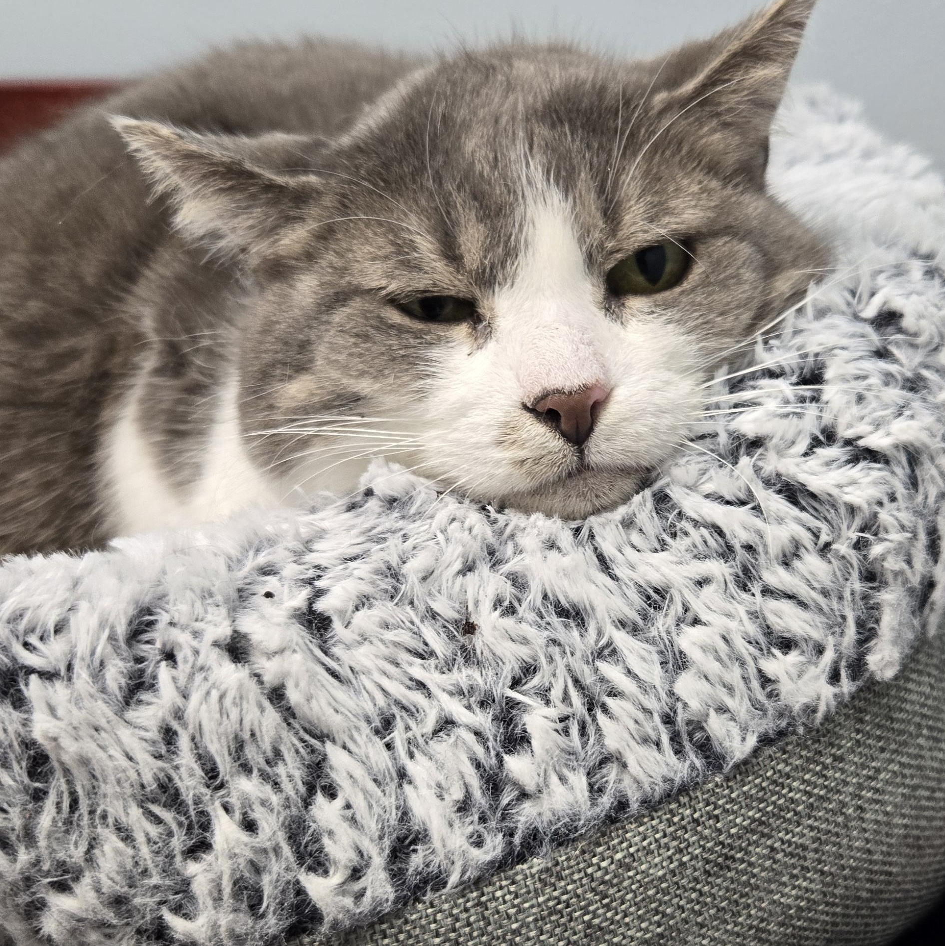 Phaedra, Adoptable, Adult Female Domestic Short Hair.