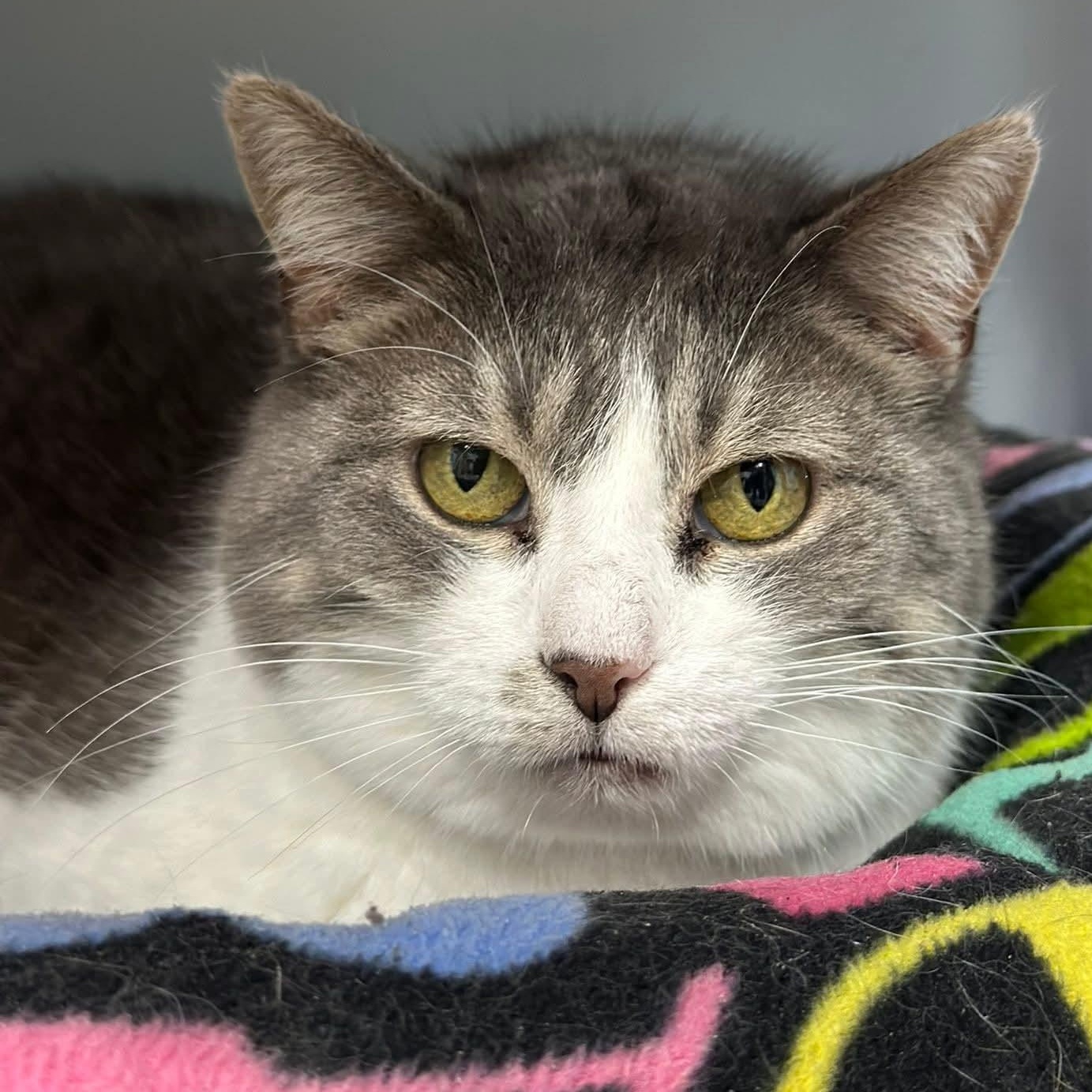 Phaedra, Adoptable, Adult Female Domestic Short Hair.