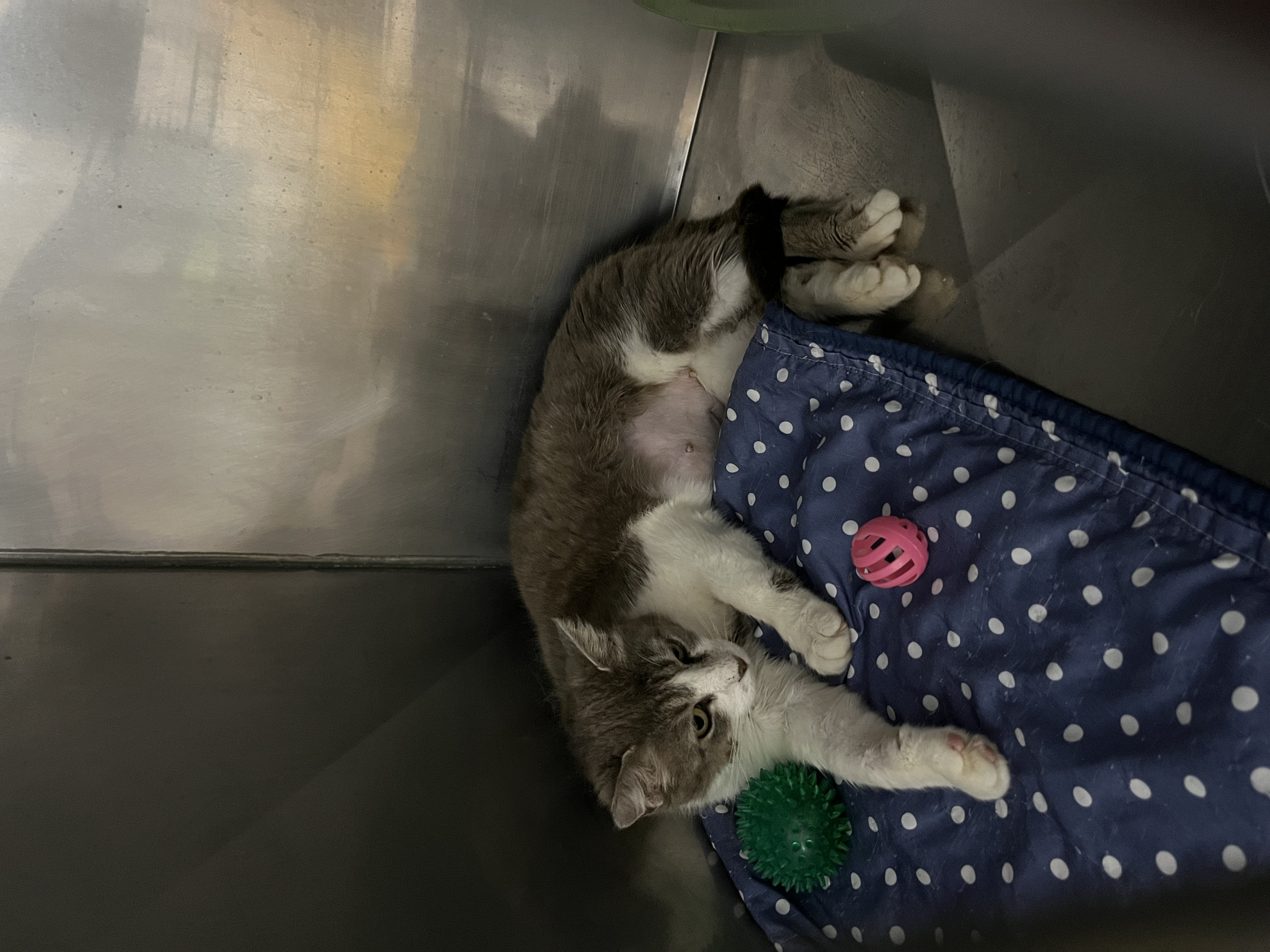 Phaedra, a Adoptable Domestic Short Hair in Grand Rapids, MI image 5/6