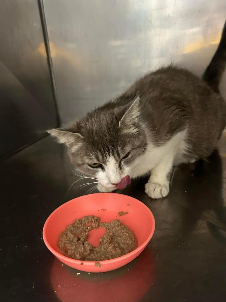 Phaedra, a Adoptable Domestic Short Hair in Grand Rapids, MI image 6/6