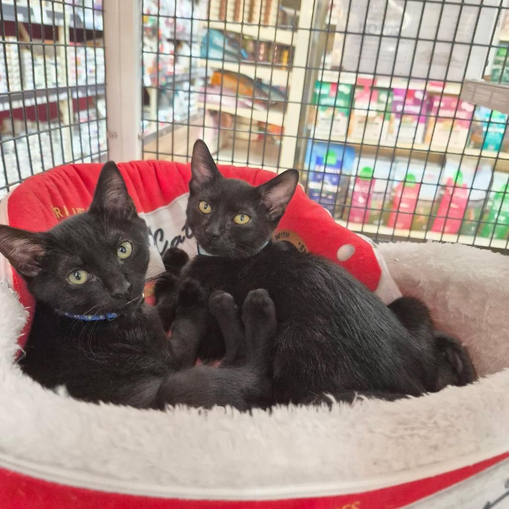 Pepe, Adoptable, Kitten Male Domestic Short Hair.