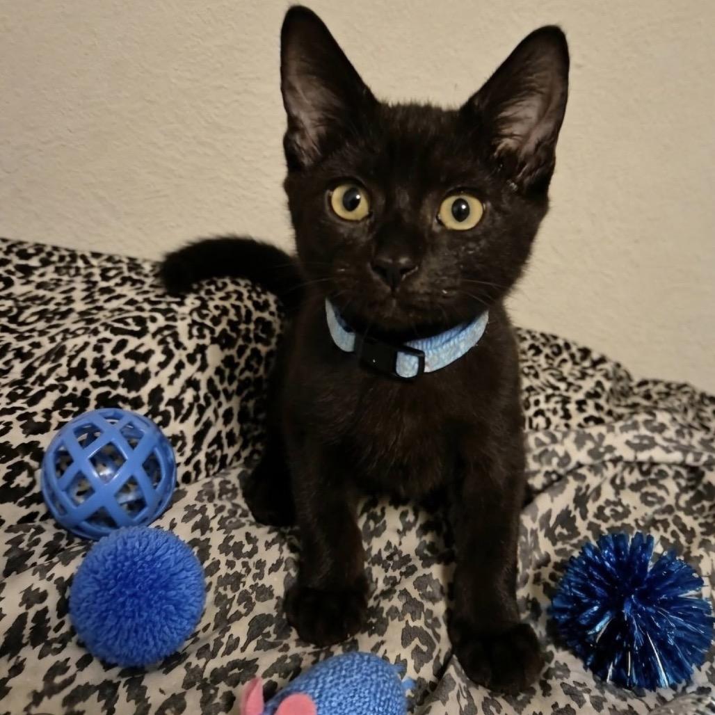 Pepe, a Adoptable Domestic Short Hair in Lutz, FL image 3/3