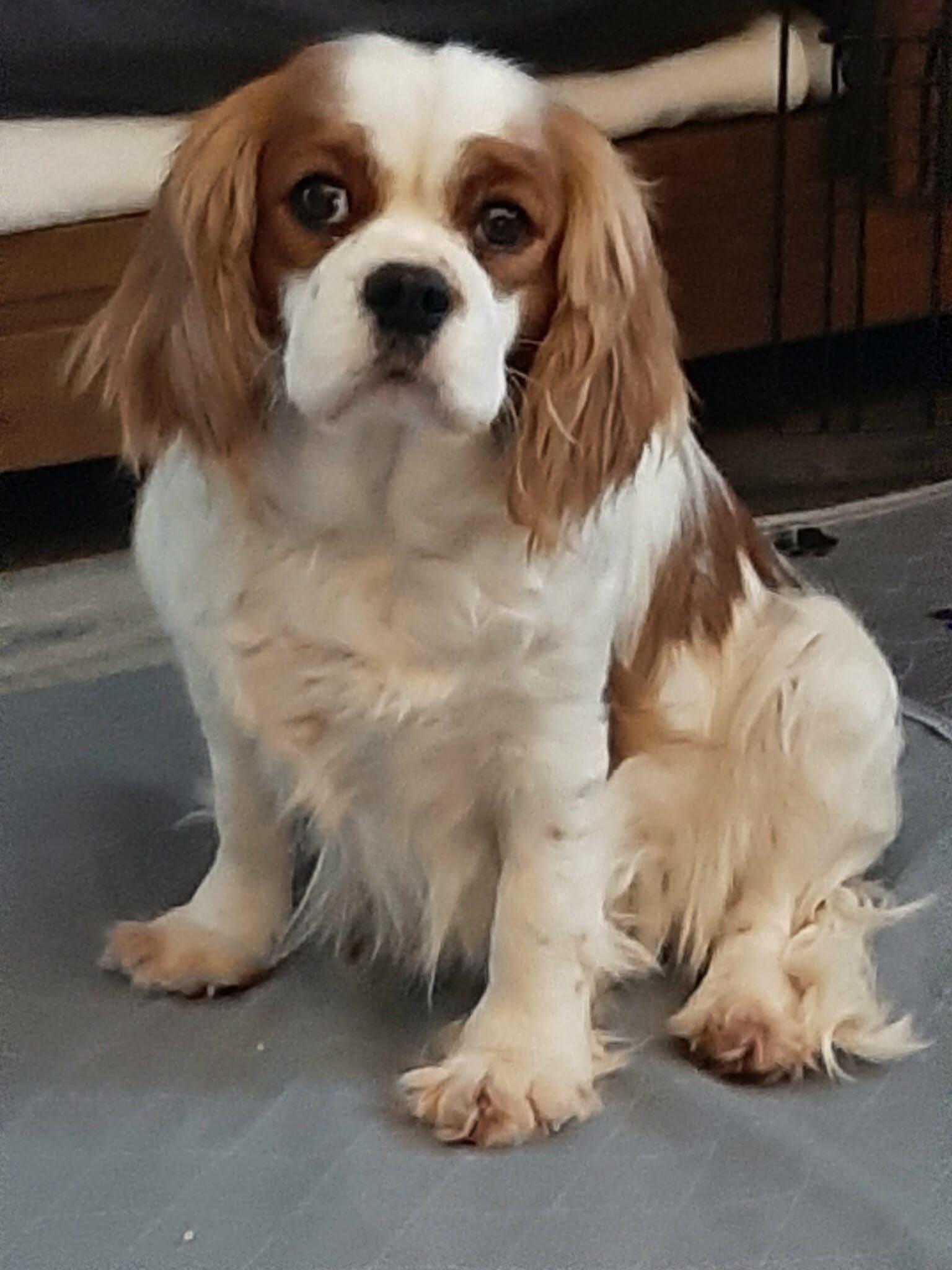 Emma, ADOPTABLE, Adult Female Cavalier King Charles Spaniel.
