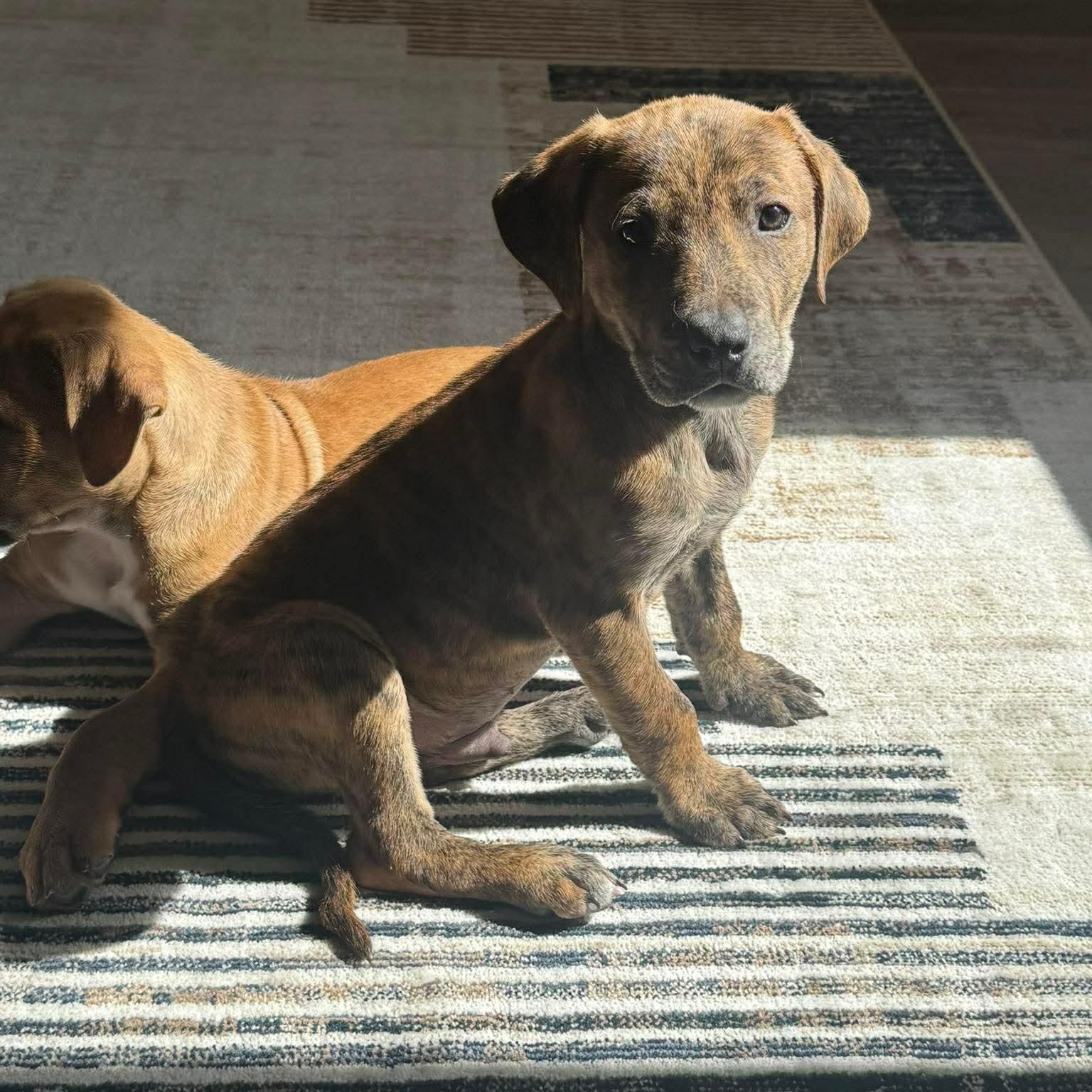 Enlarge Jonathan , a ADOPTABLE mixed breed in Hatfield, PA image 3/6