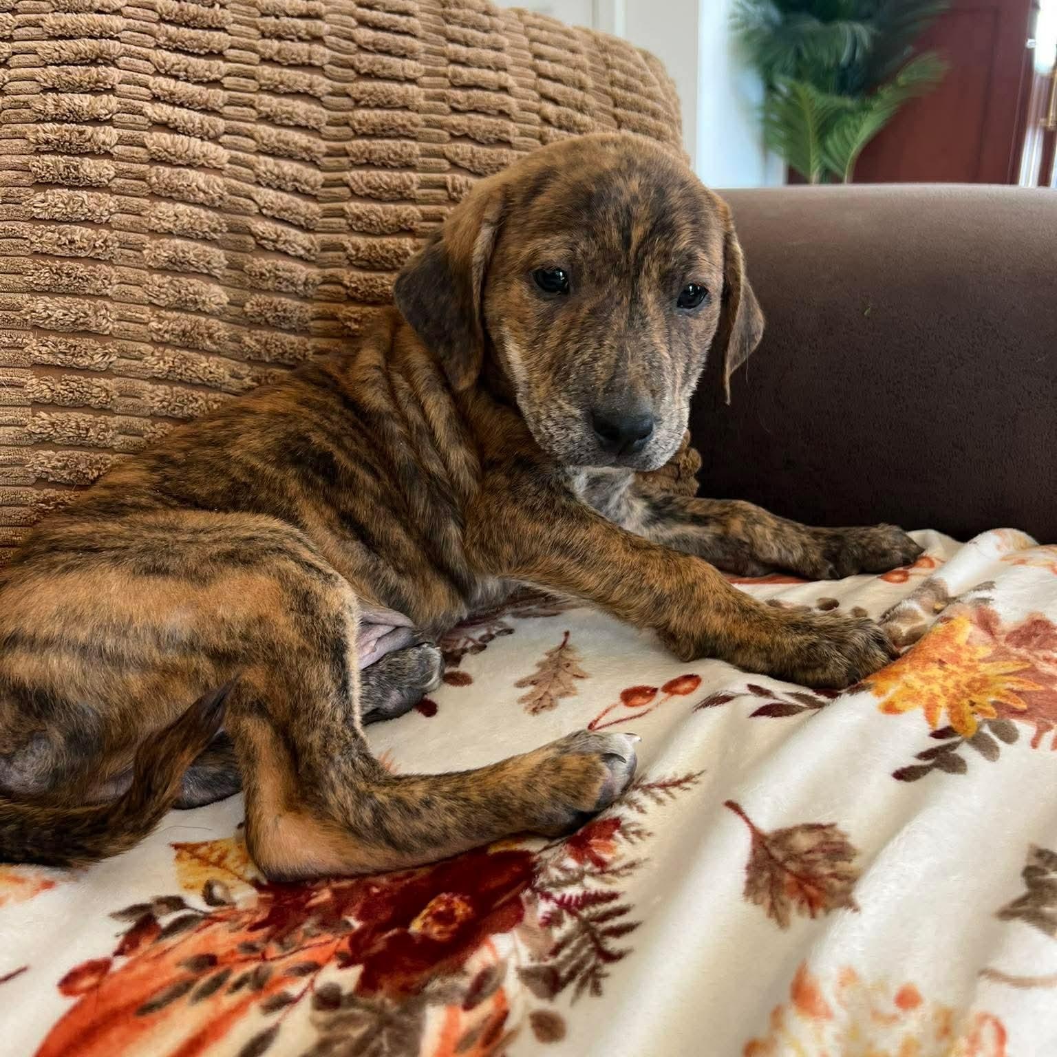 Enlarge Jonathan , a ADOPTABLE mixed breed in Hatfield, PA image 2/6