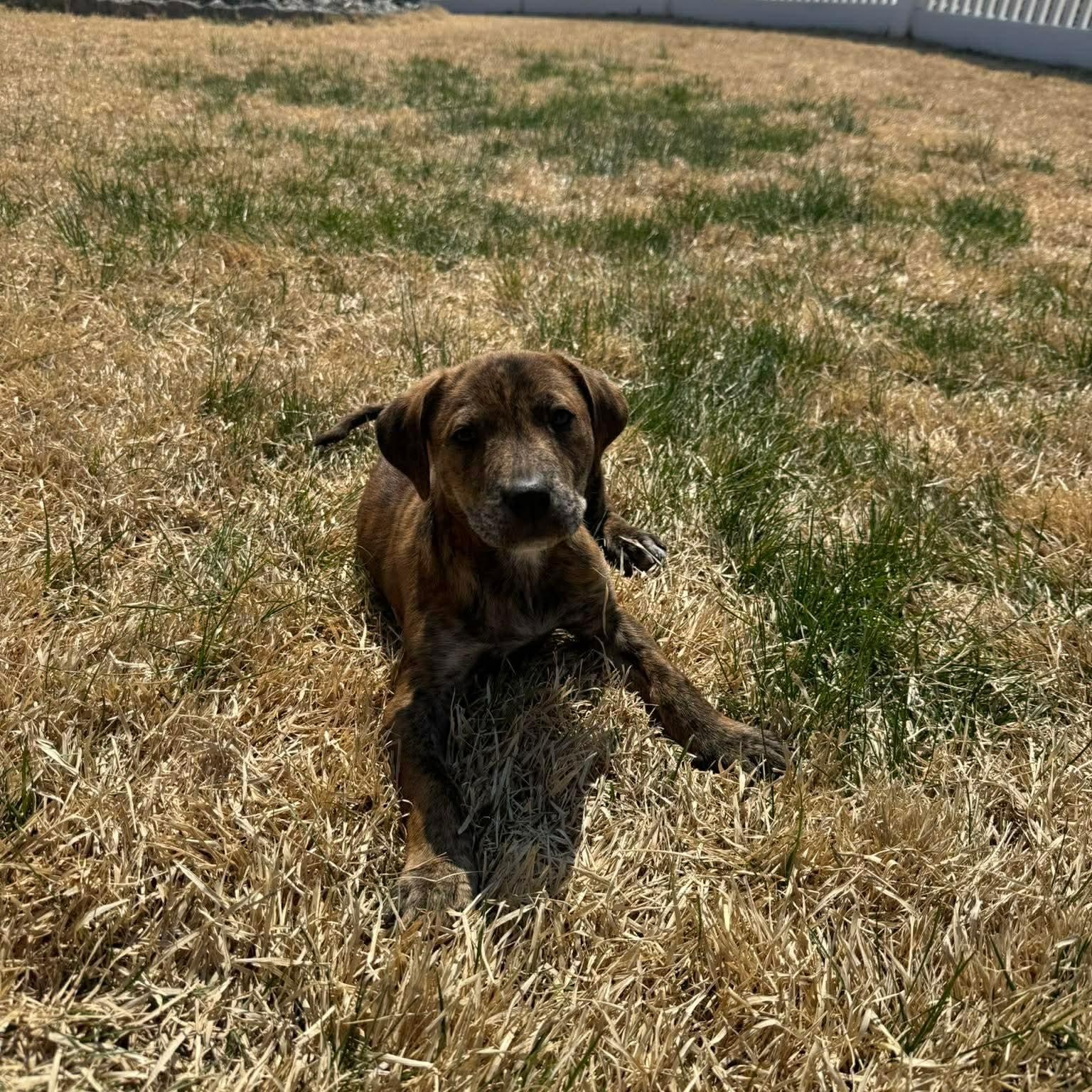 Enlarge Jonathan , a ADOPTABLE mixed breed in Hatfield, PA image 6/6