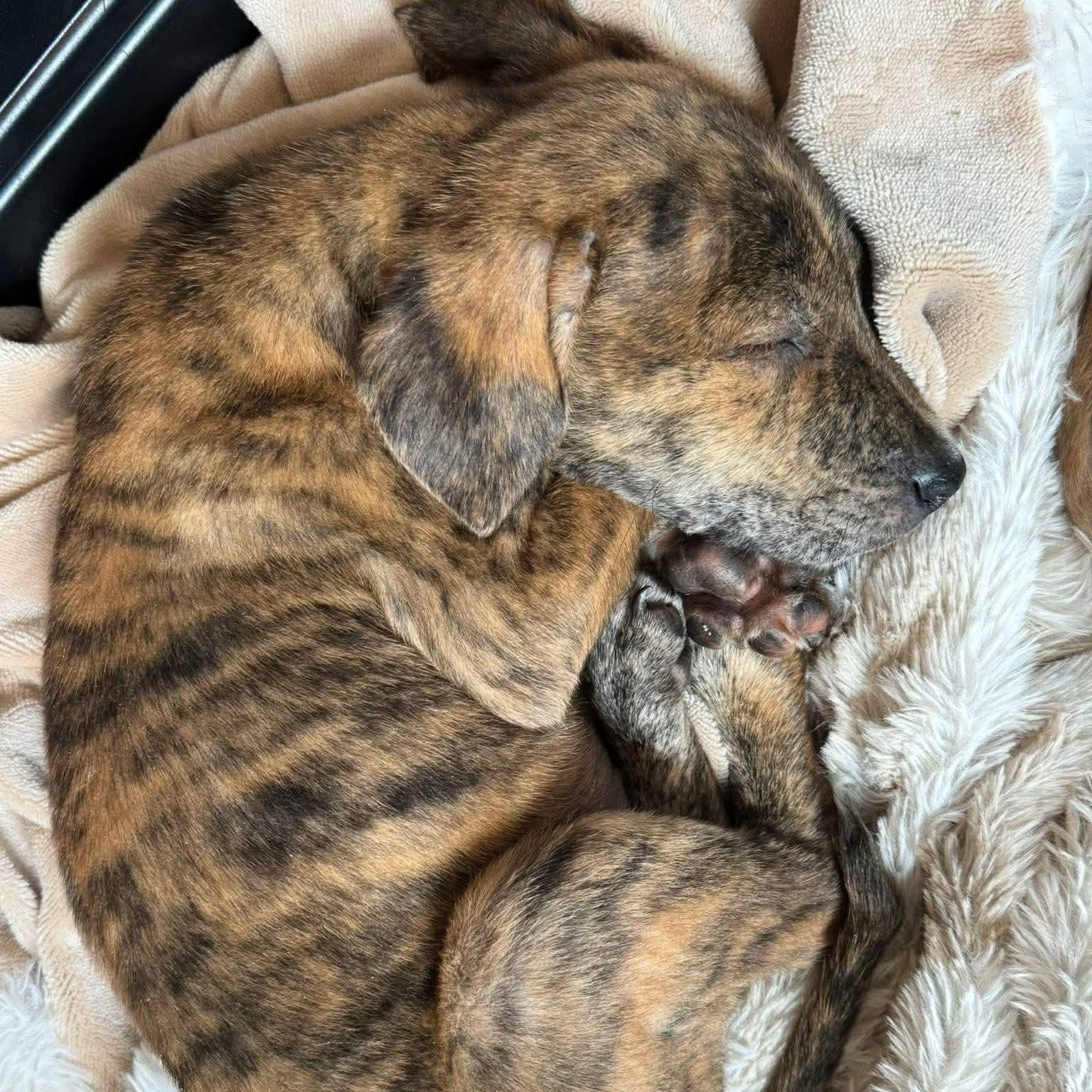 Enlarge Jonathan , a ADOPTABLE mixed breed in Hatfield, PA image 4/6