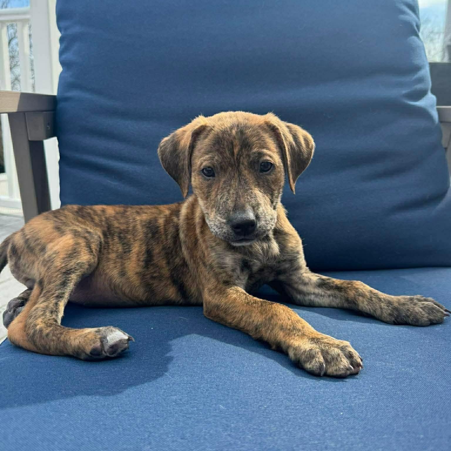 Jonathan , ADOPTABLE, Puppy Male Labrador Retriever & Boxer.