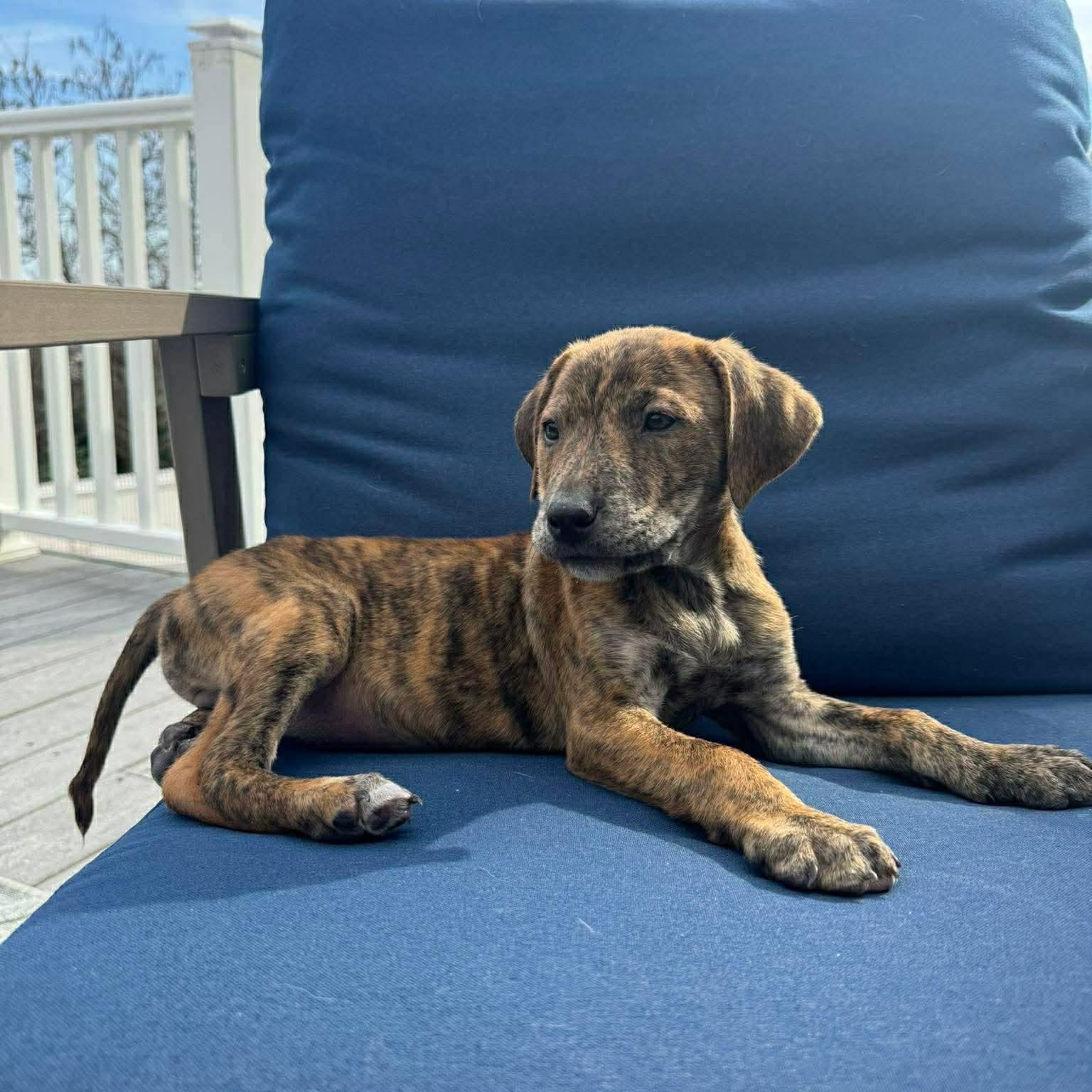 Enlarge Jonathan , a ADOPTABLE mixed breed in Hatfield, PA image 5/6