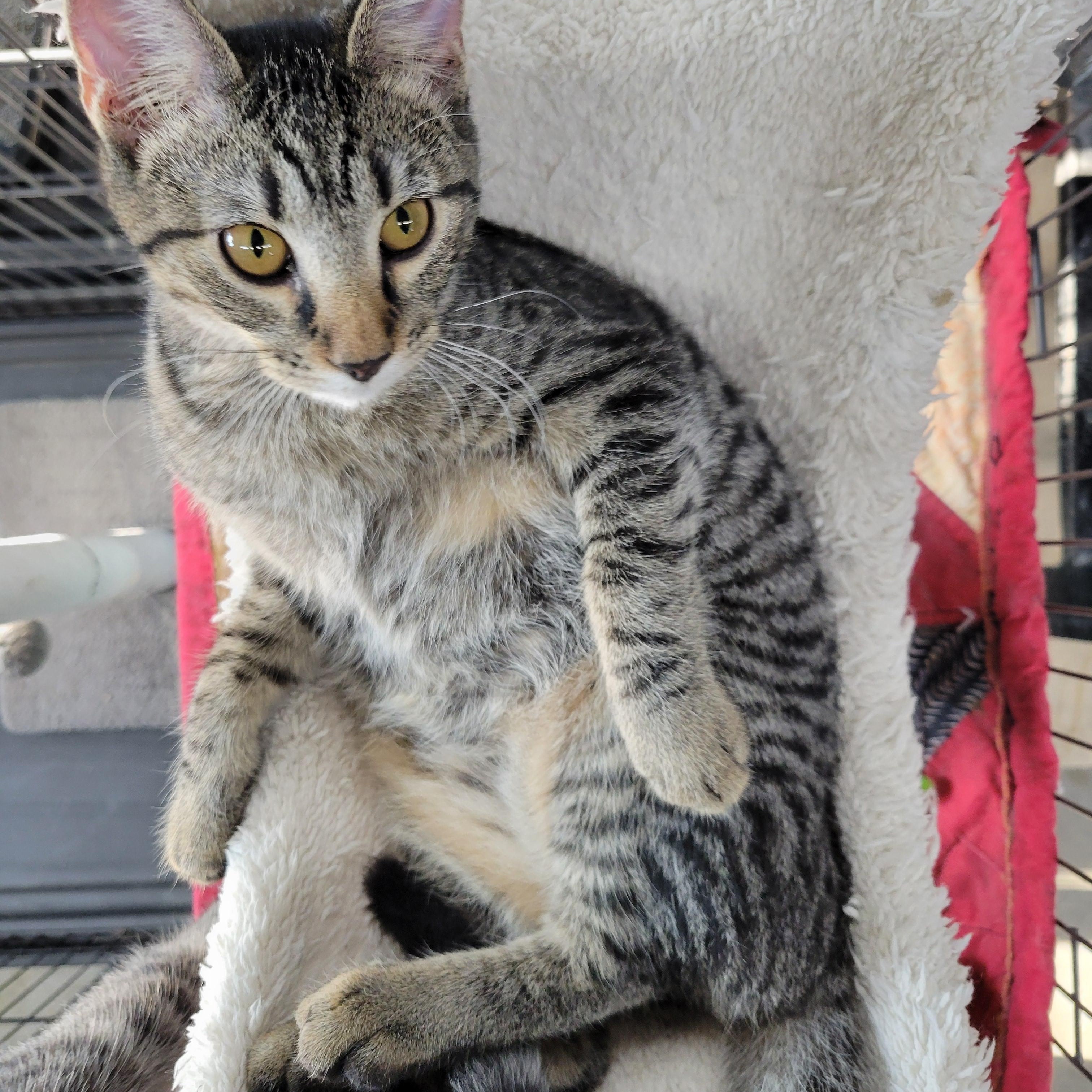Addy, a Adoptable Domestic Short Hair in Clarinda, IA image 5/6