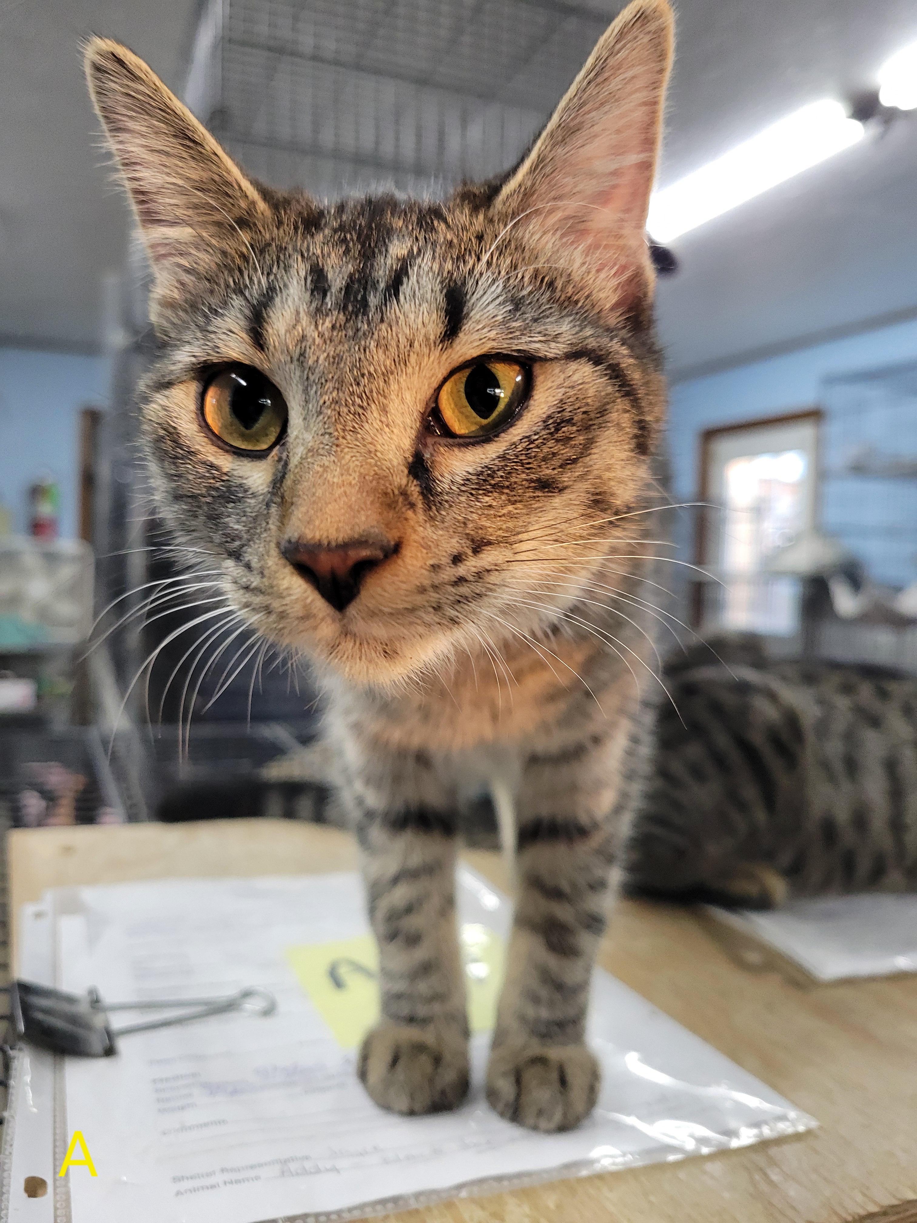 Addy, a Adoptable Domestic Short Hair in Clarinda, IA image 1/6
