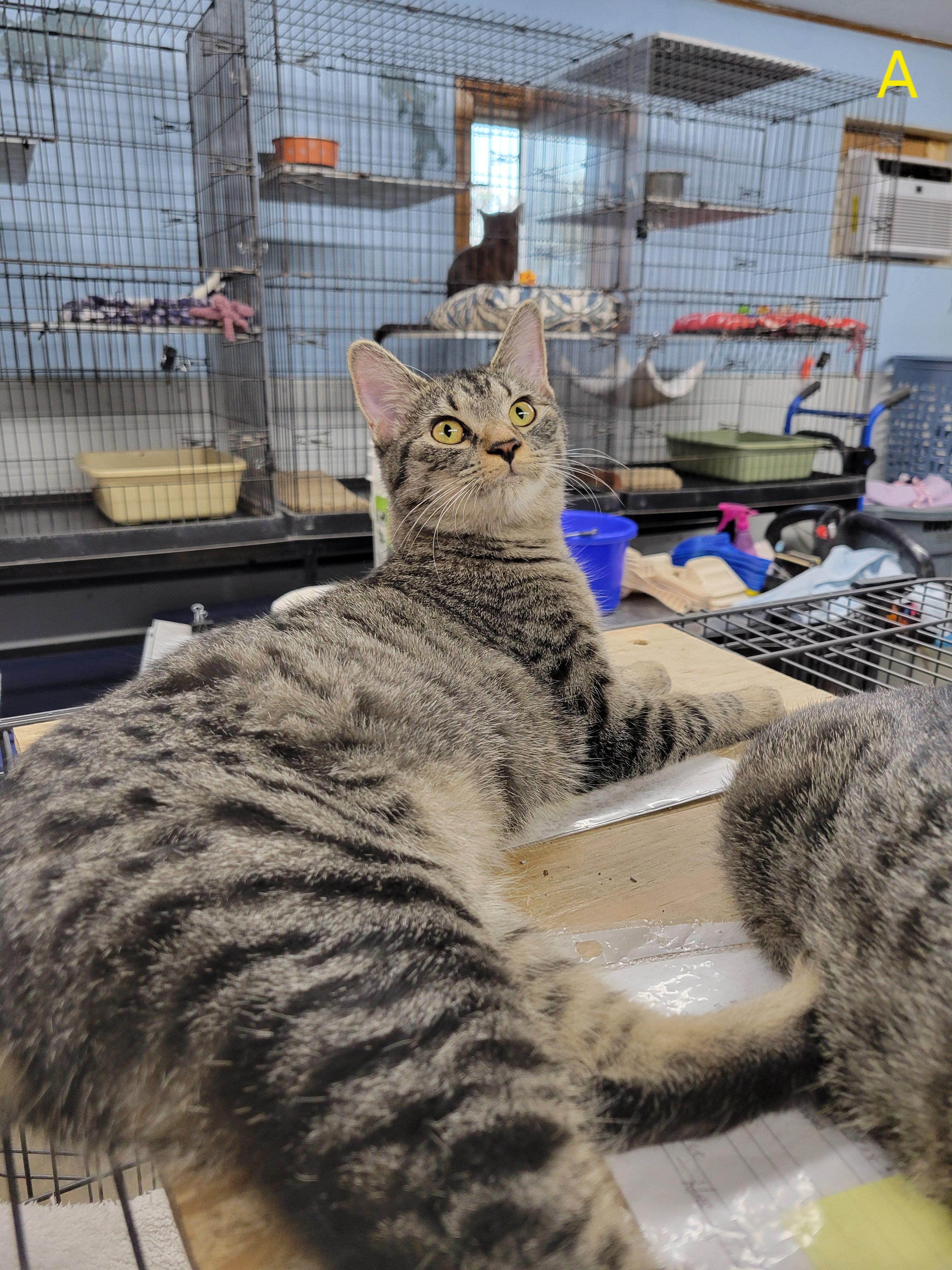 Addy, a Adoptable Domestic Short Hair in Clarinda, IA image 2/6