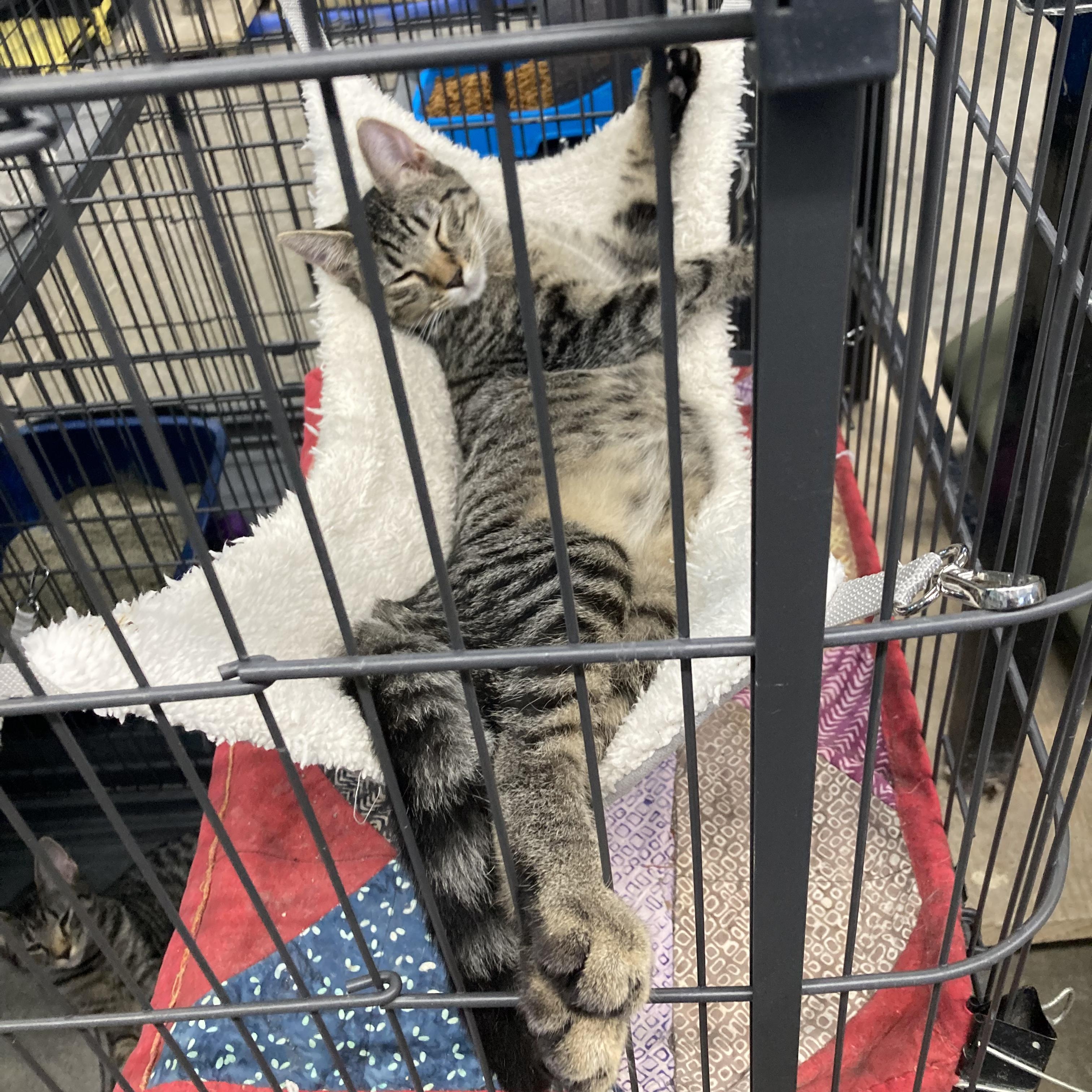 Addy, a Adoptable Domestic Short Hair in Clarinda, IA image 3/6