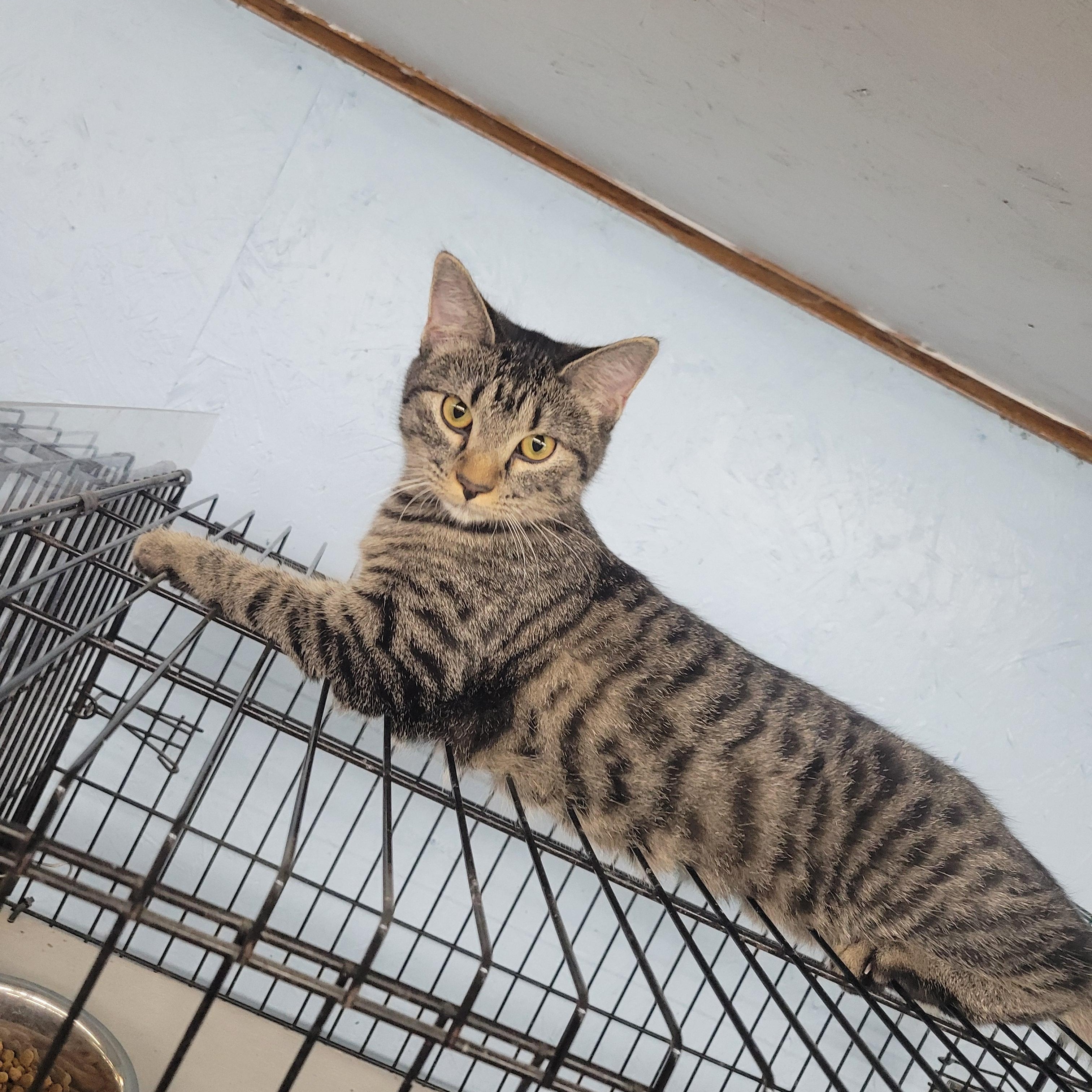 Addy, a Adoptable Domestic Short Hair in Clarinda, IA image 4/6