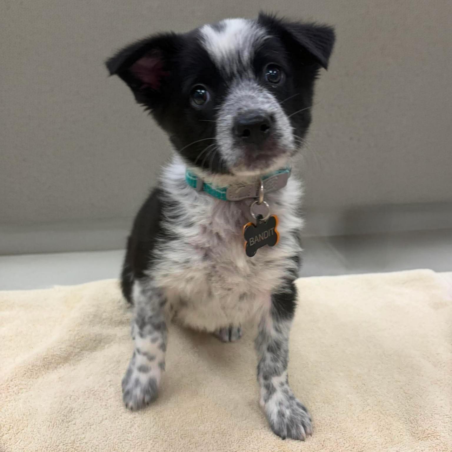 Enlarge Bandit, an adopted mixed breed in Normal, IL image 2/5