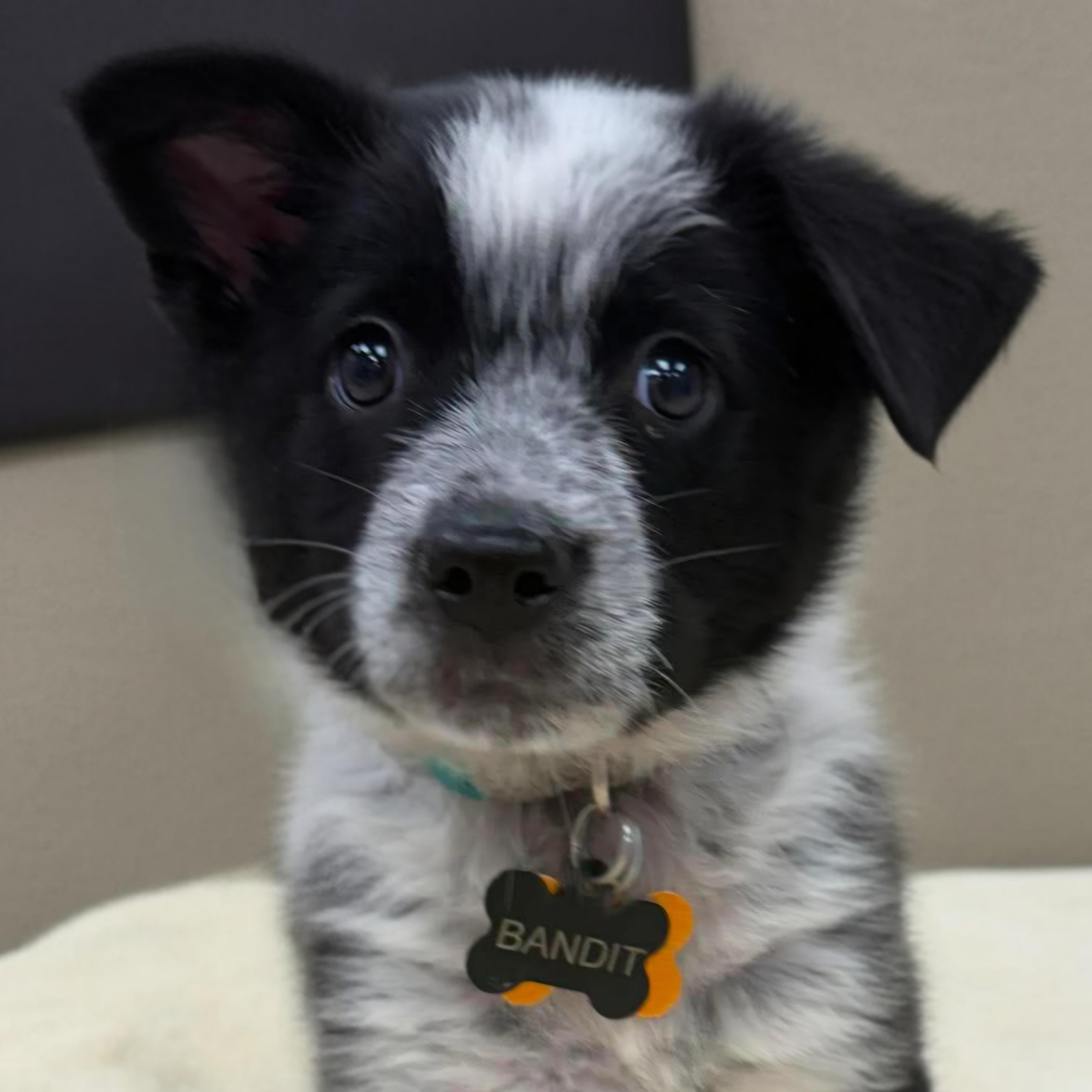 Enlarge Bandit, an adopted mixed breed in Normal, IL image 1/5