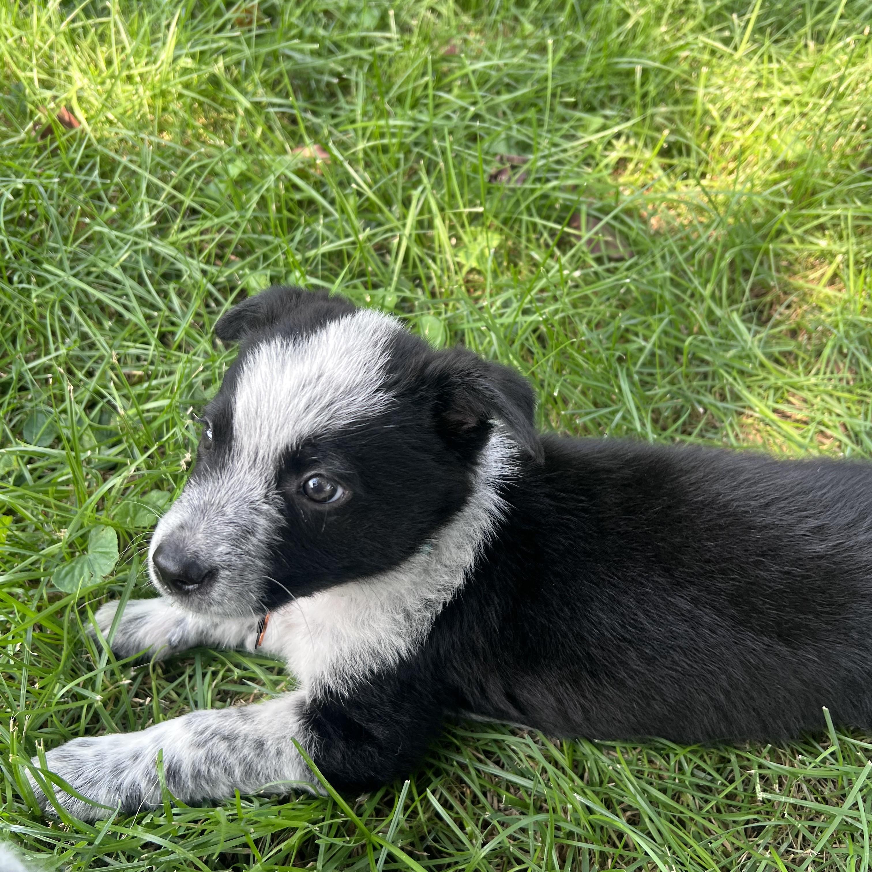 Enlarge Bandit, an adopted mixed breed in Normal, IL image 5/5
