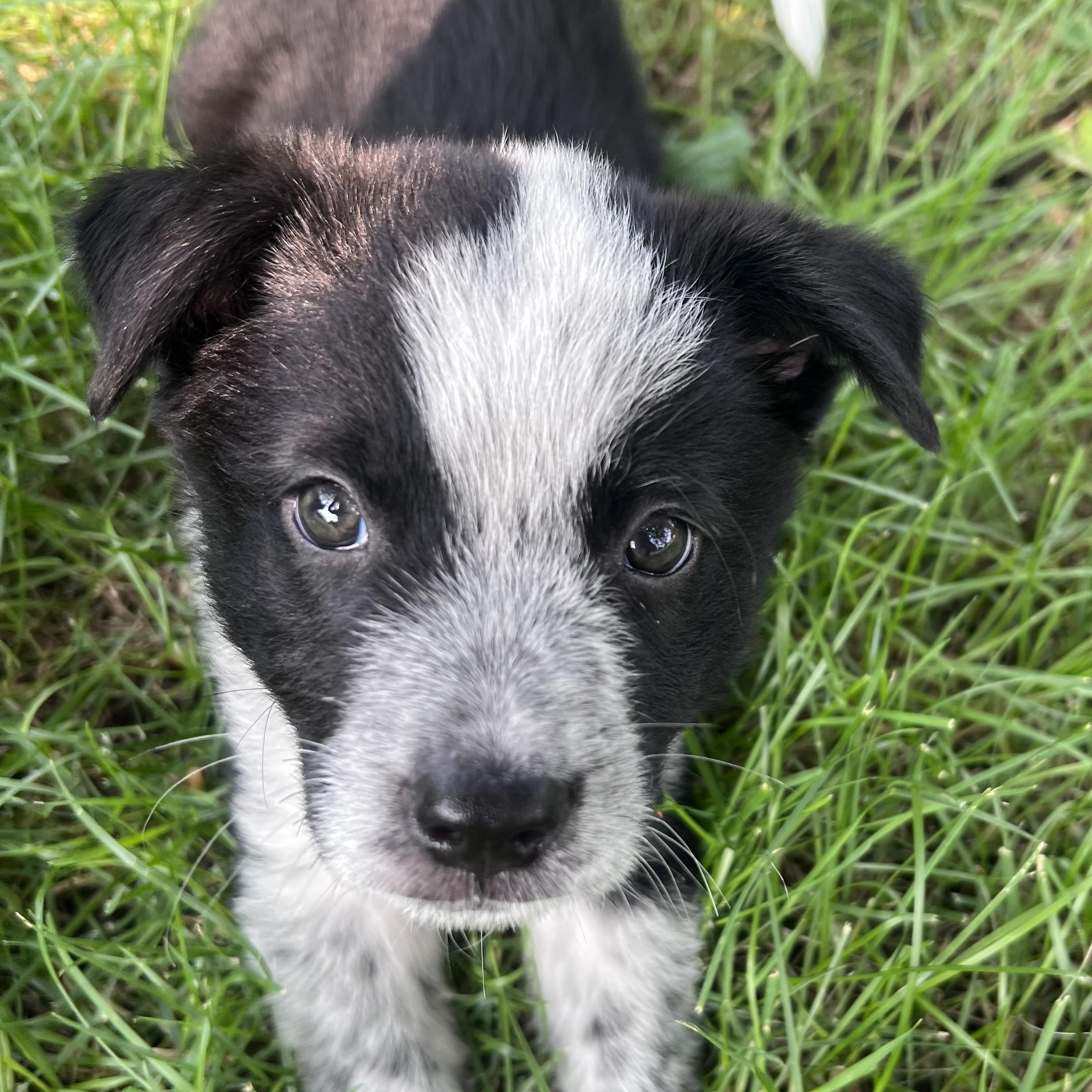 Enlarge Bandit, an adopted mixed breed in Normal, IL image 3/5