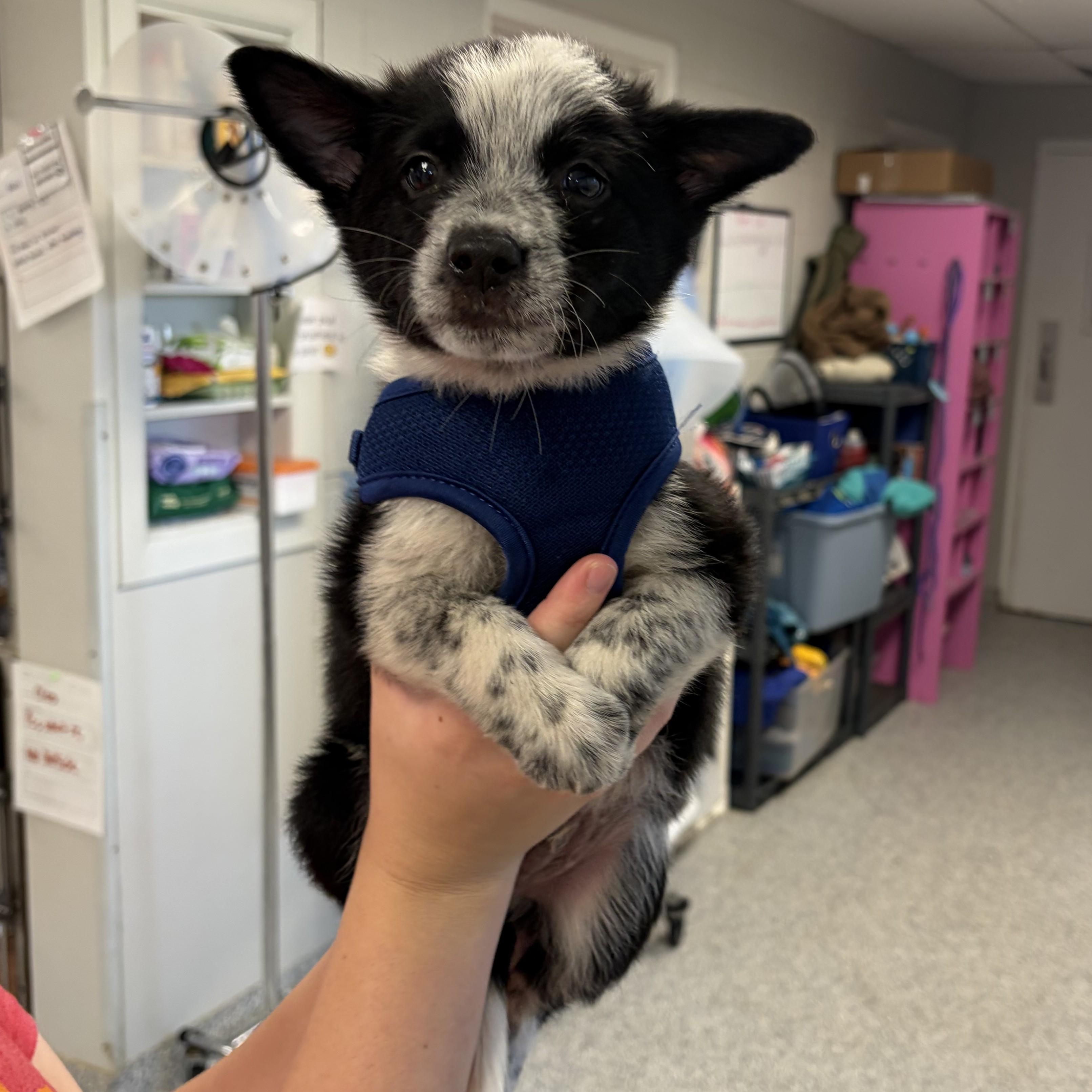 Enlarge Bandit, an adopted mixed breed in Normal, IL image 4/5