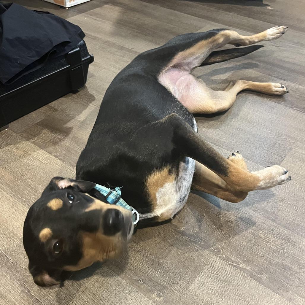 Winnie, Adopted, Young Female Doberman Pinscher & Mixed Breed.