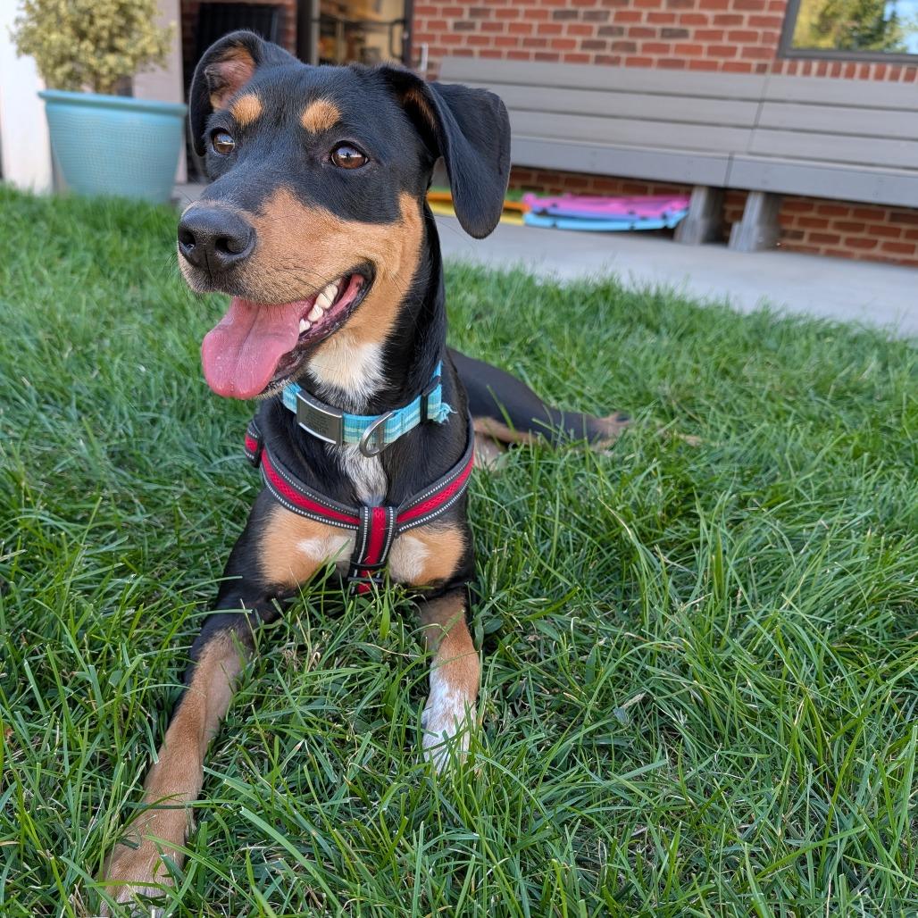 Enlarge Winnie, a Adopted mixed breed in Winston Salem, NC image 2/3