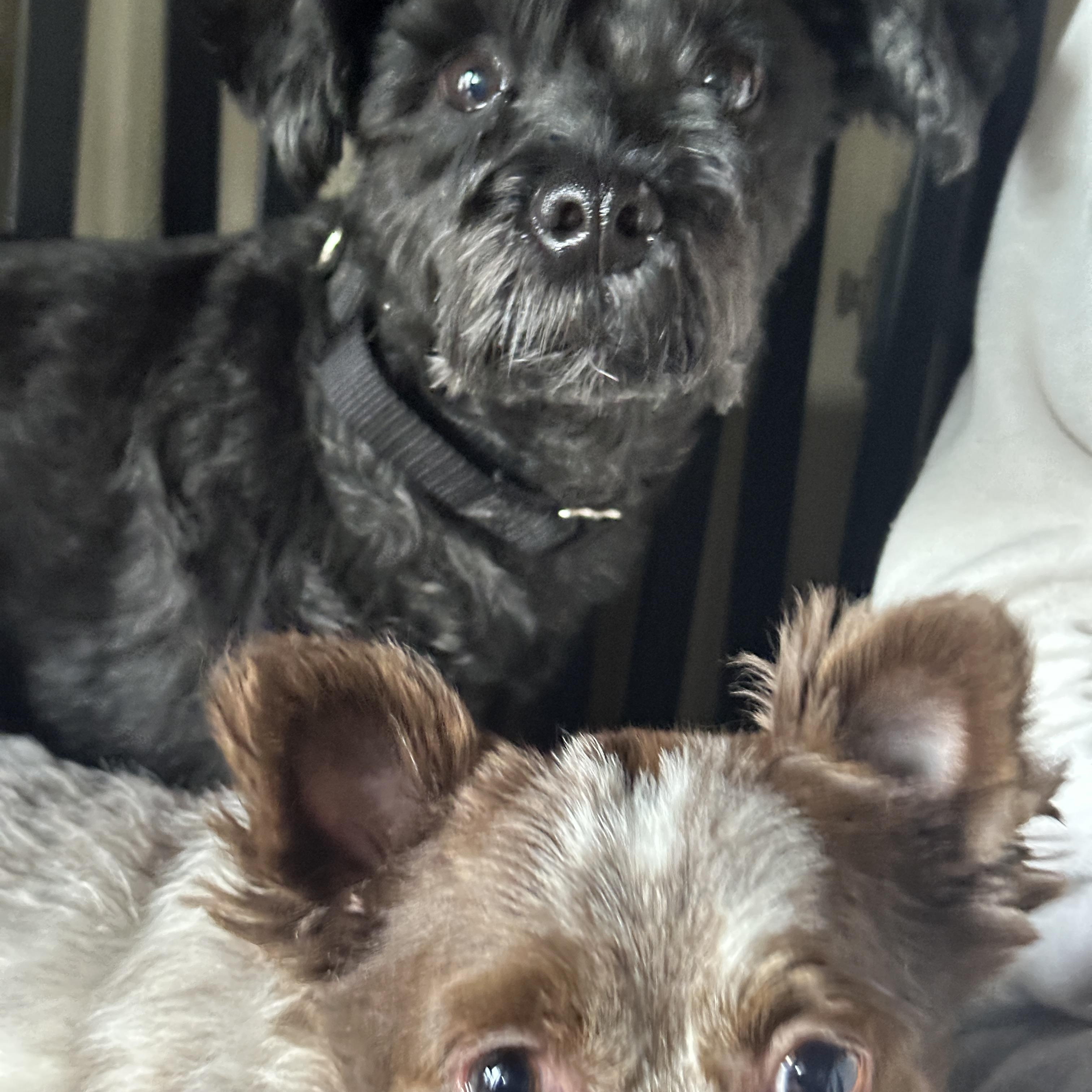 Enlarge Cooper, an adopted Schnauzer in Alliance, OH image 2/2