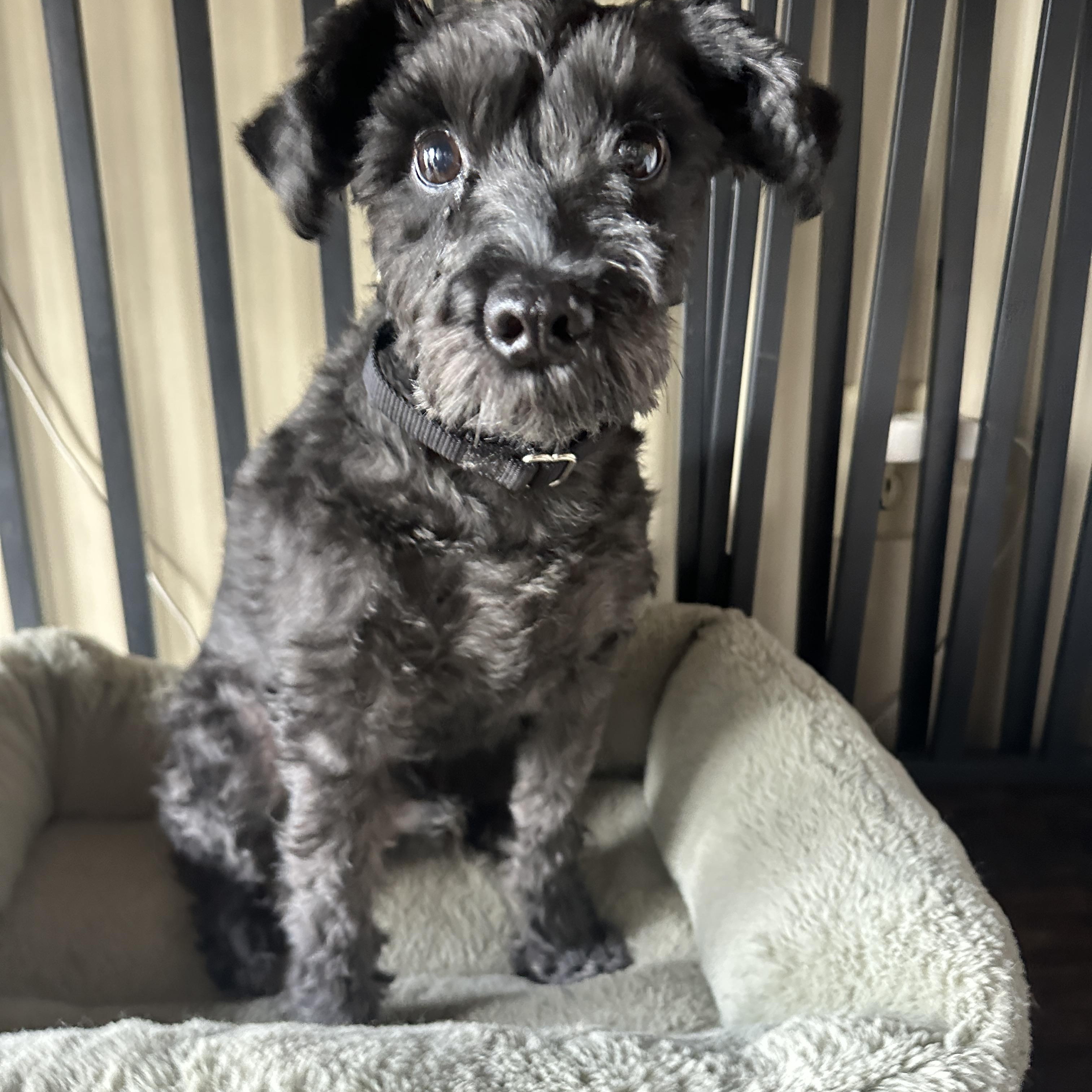 Enlarge Cooper, an adopted Schnauzer in Alliance, OH image 1/2