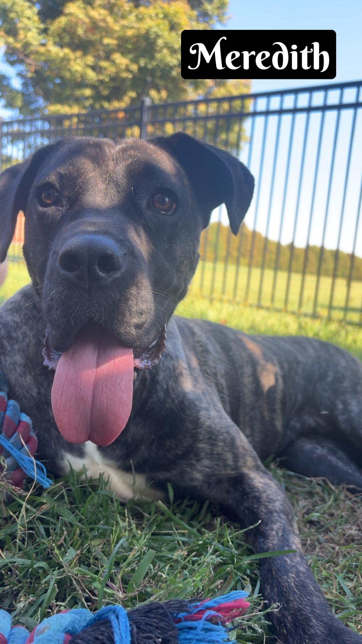 Enlarge Meredith, an adoptable mixed breed in Valparaiso, IN image 2/3