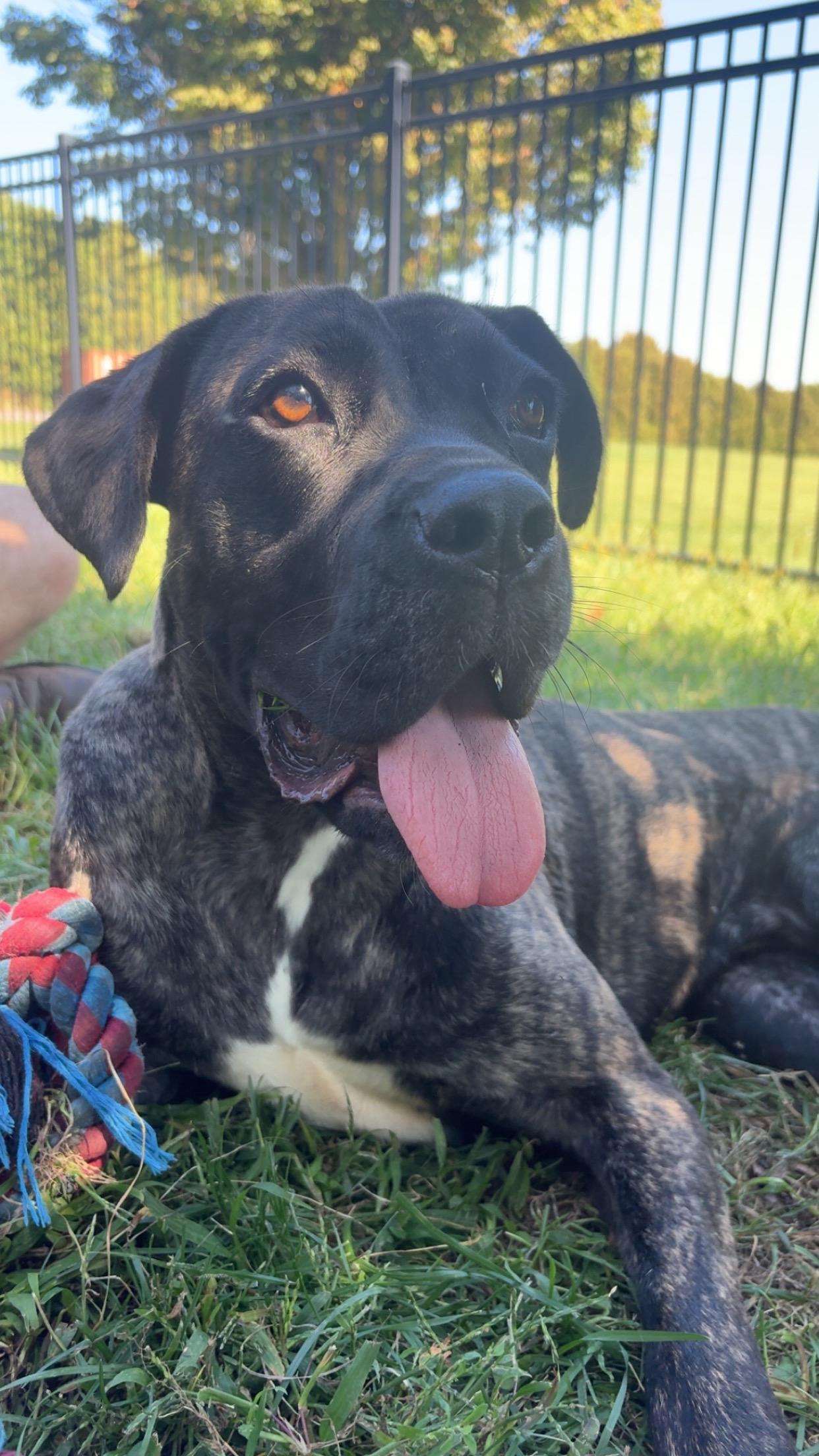 Enlarge Meredith, an adoptable mixed breed in Valparaiso, IN image 3/3