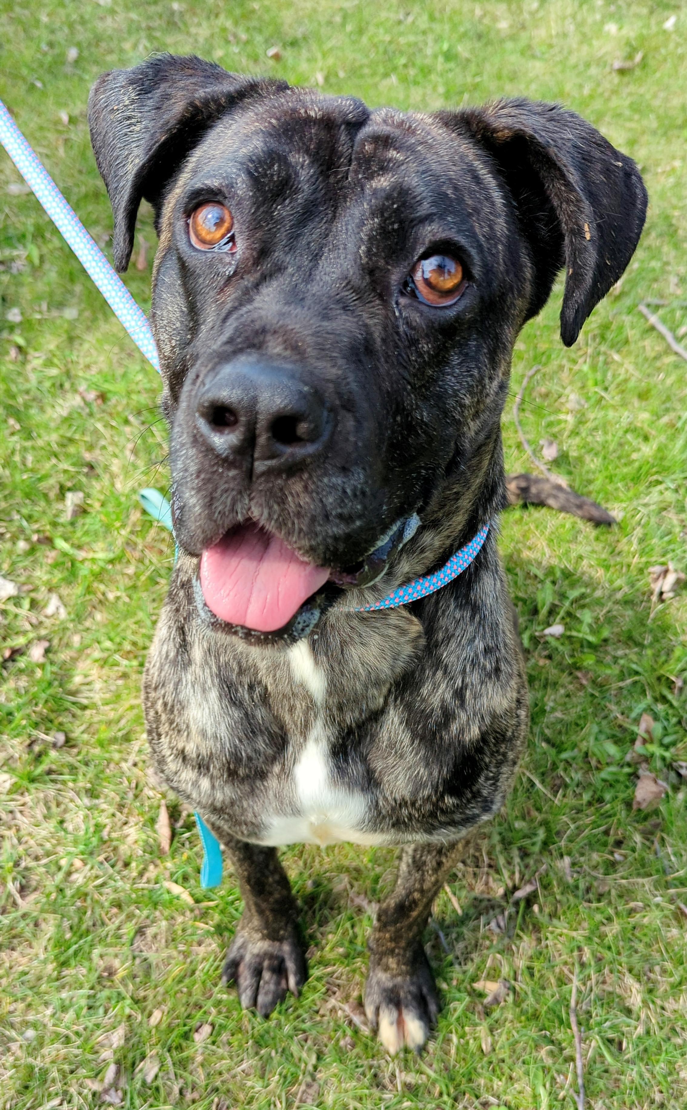 Enlarge Meredith, an adoptable mixed breed in Valparaiso, IN image 1/3