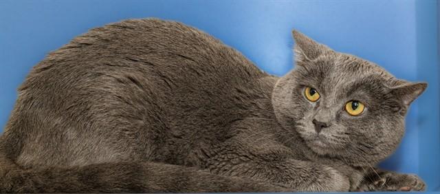 MIDNIGHT, Adoptable, Adult Male Domestic Short Hair.