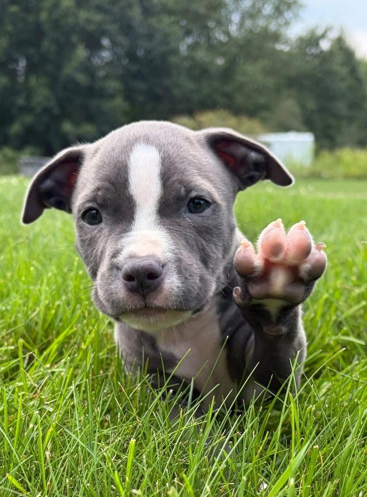 Ollie - Adopted, Adoptable, Puppy Male American Staffordshire Terrier.