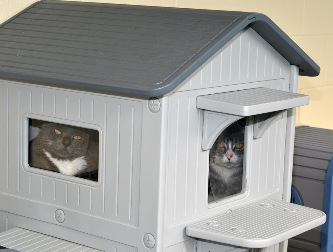 Enlarge Scottie Sheffler, an adopted mixed breed in Sanford, FL image 2/2