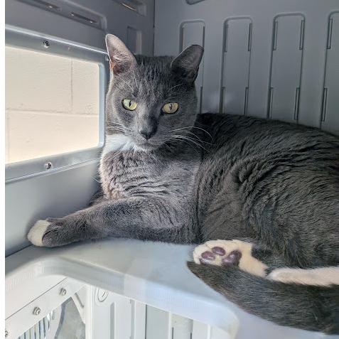 Scottie Sheffler, adopted, Young Male Domestic Short Hair.