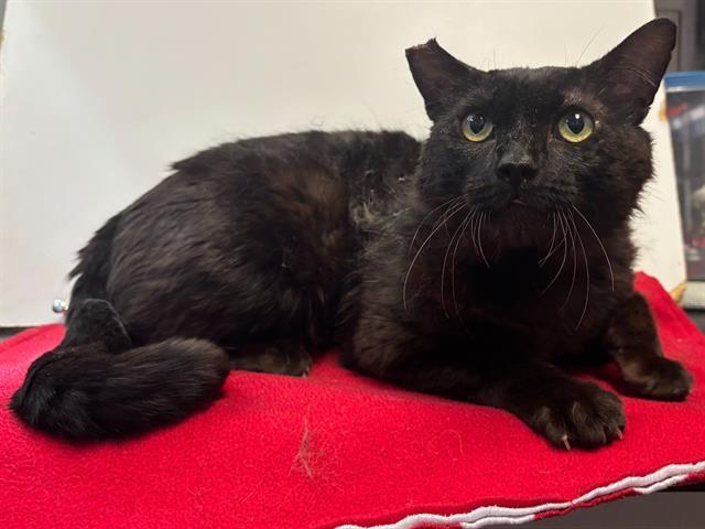Enlarge MALCOLM, a Adoptable Domestic Short Hair in Sacramento, CA image 1/1