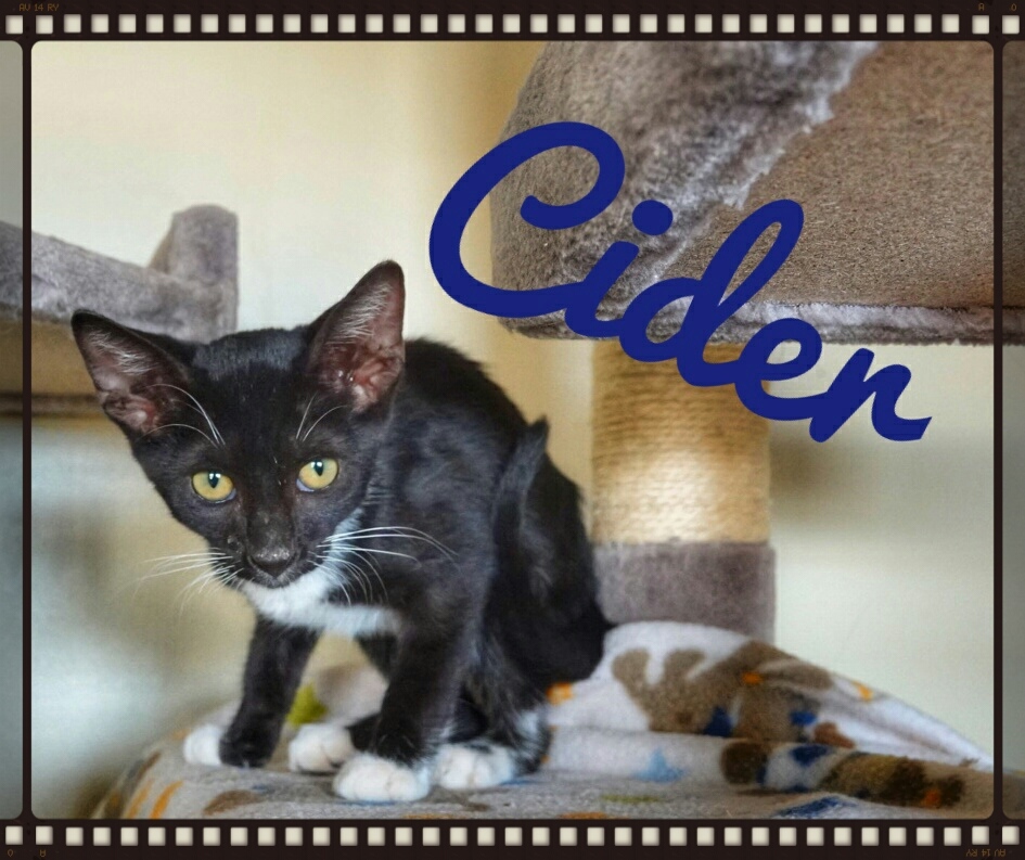 Cider, Adopted, Kitten Female Domestic Short Hair.
