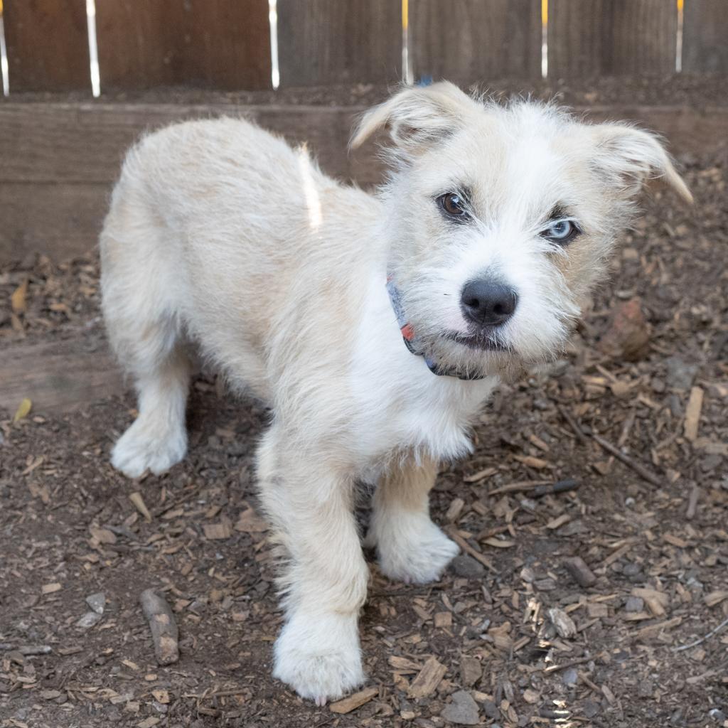 NALA 1, Adoptable, Adult Female Terrier & Wirehaired Terrier.