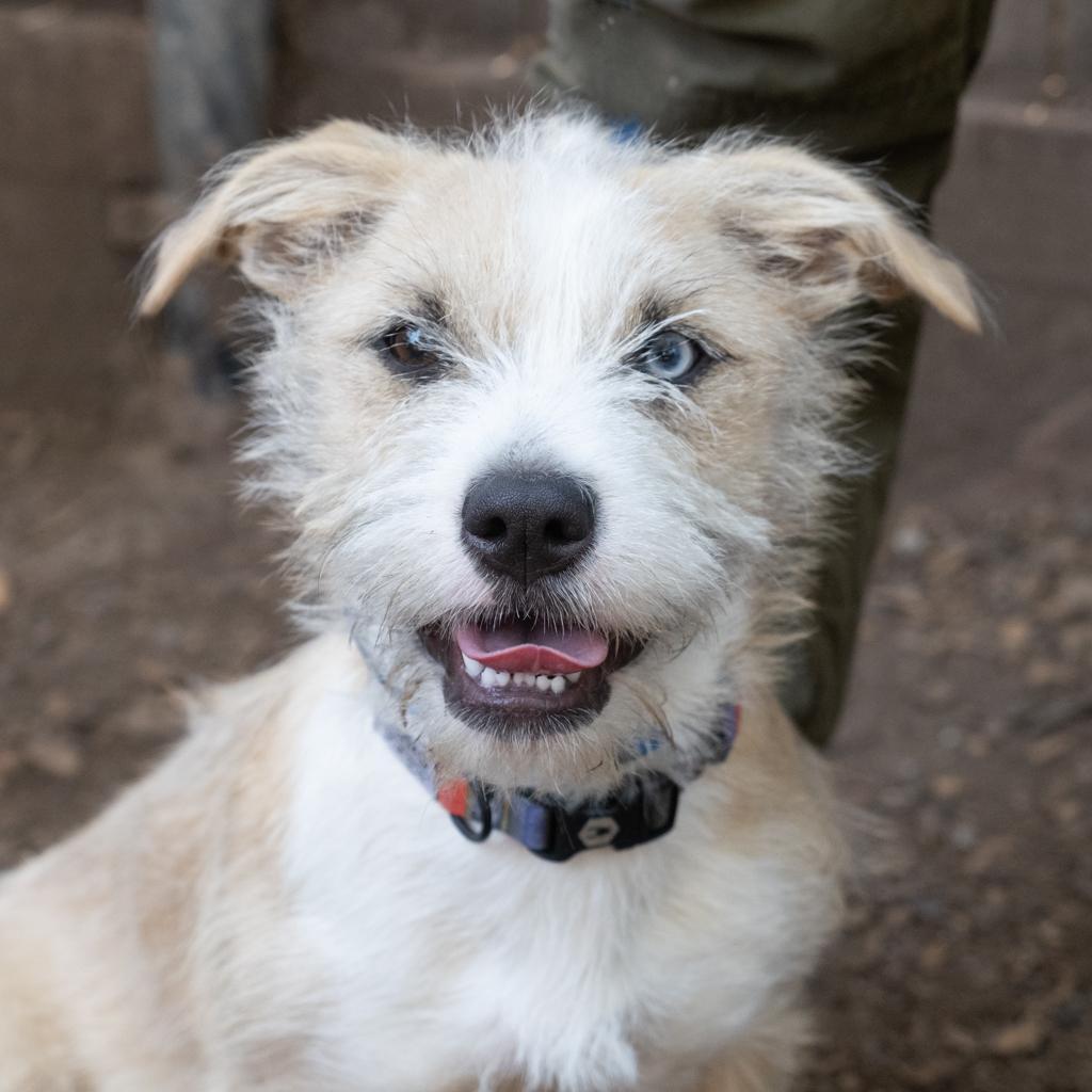 Enlarge NALA 1, a Adoptable mixed breed in Point Richmond, CA image 3/5