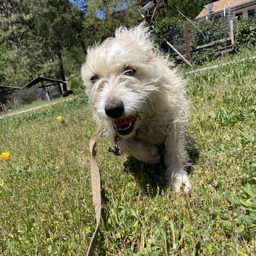 NALA 1, Adoptable, Adult Female Terrier & Wirehaired Terrier.