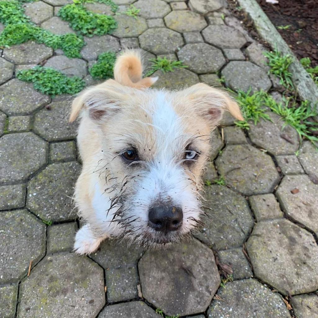 Enlarge NALA 1, a Adoptable mixed breed in Point Richmond, CA image 2/5