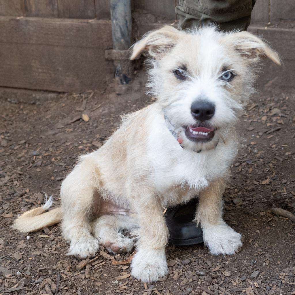 Enlarge NALA 1, a Adoptable mixed breed in Point Richmond, CA image 3/5